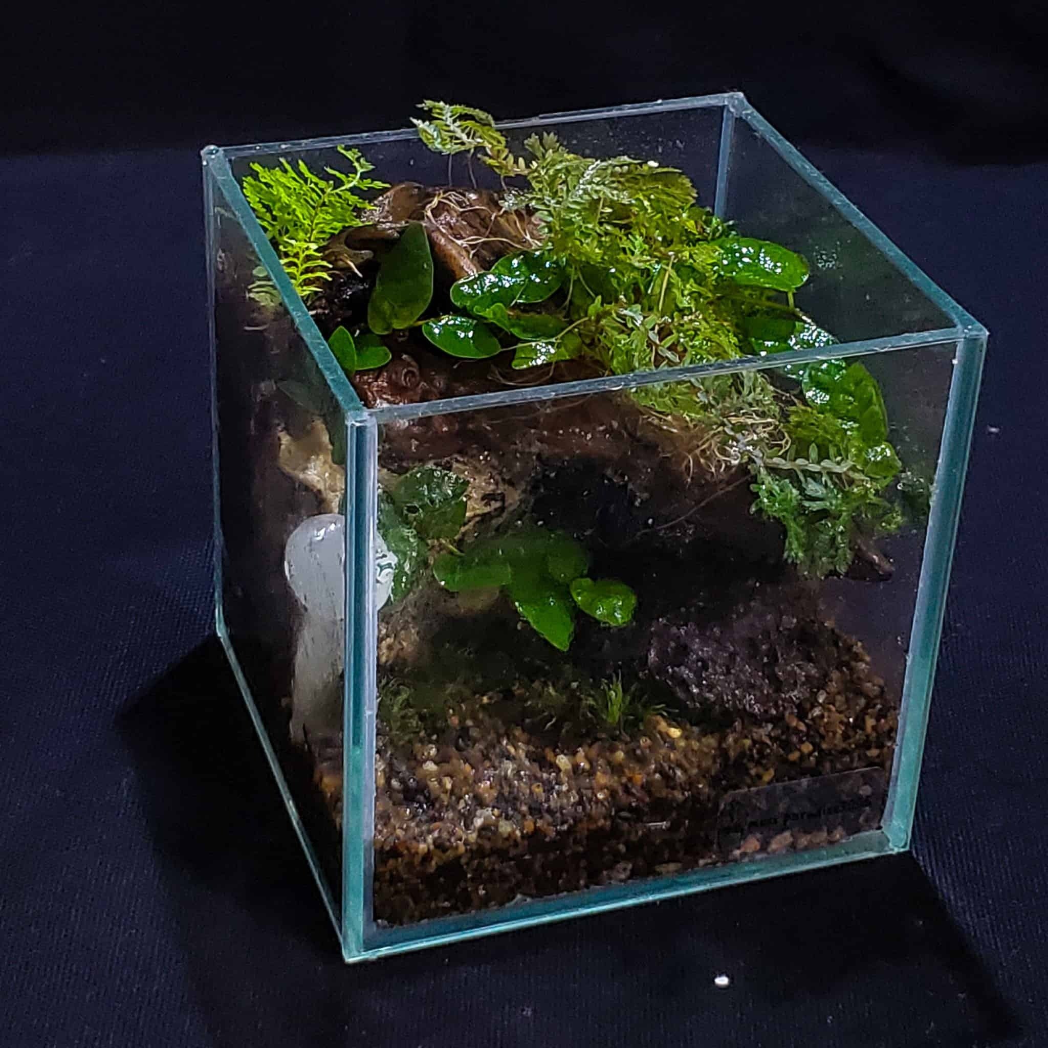 苔テラリウムのソーキング｜moss paradise3055（モスパラ）