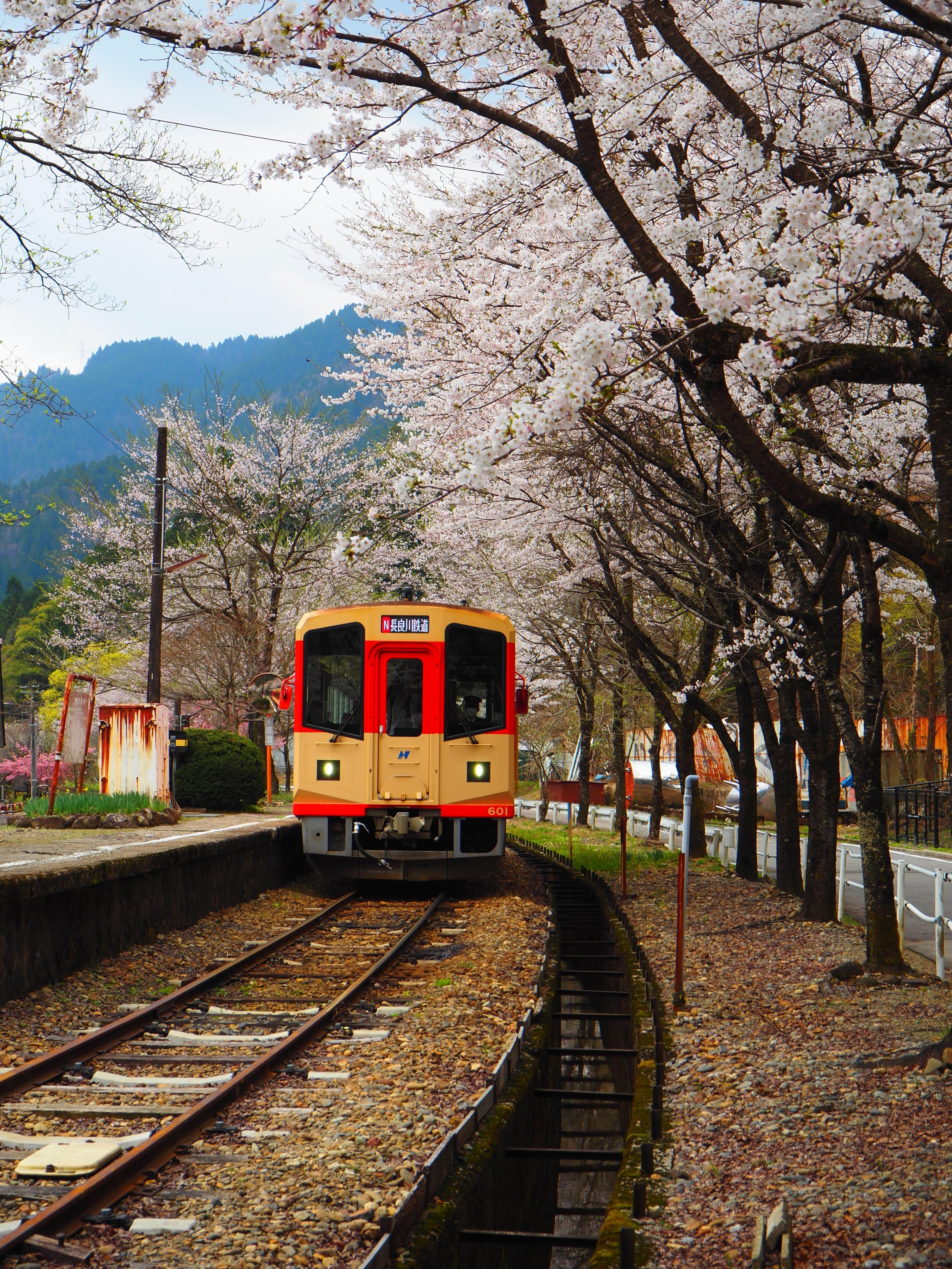 🌸長良川鉄道北濃駅でのお花見撮影🌸｜すすむ
