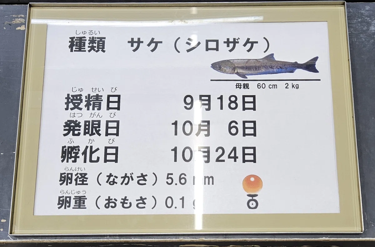 全国水族館の旅【60】札幌市豊平川さけ科学館|美原さつき
