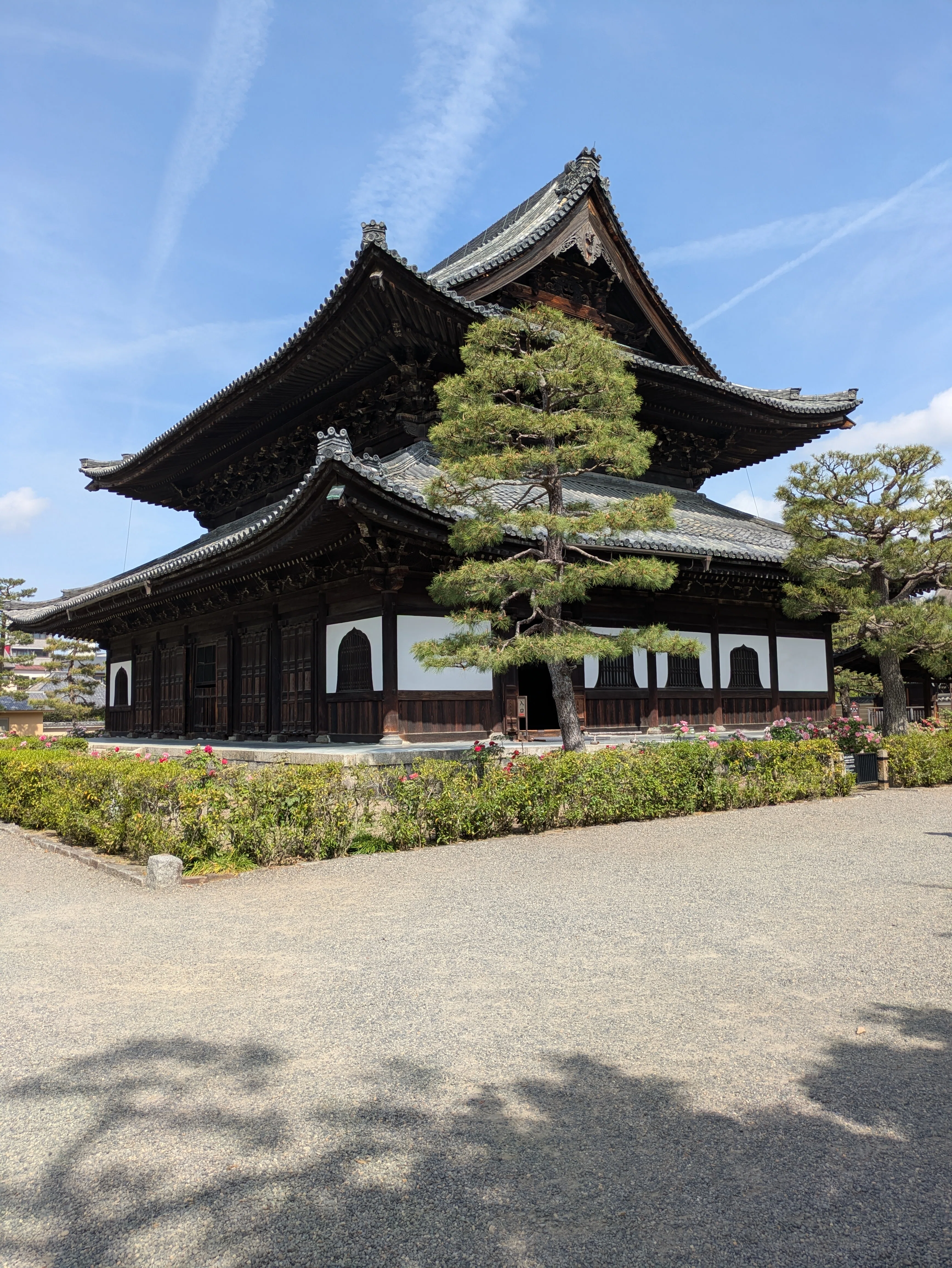 京都ぶらり】2025年京都最古の禅寺 建仁寺の牡丹が満開に！｜京都ぶらり
