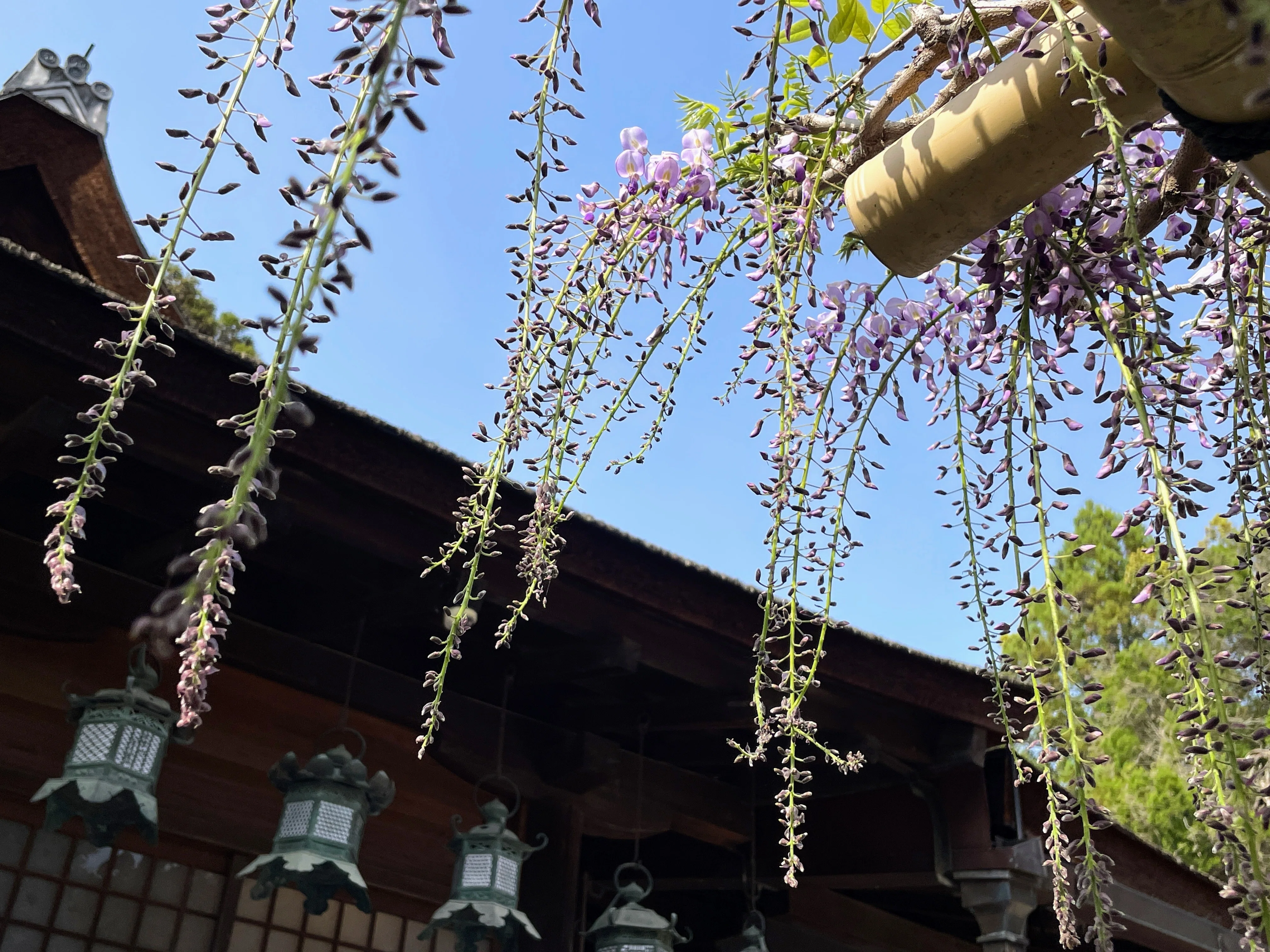 春日大社の藤、宝蔵院流の槍 奈良｜美術館とお寺と猫