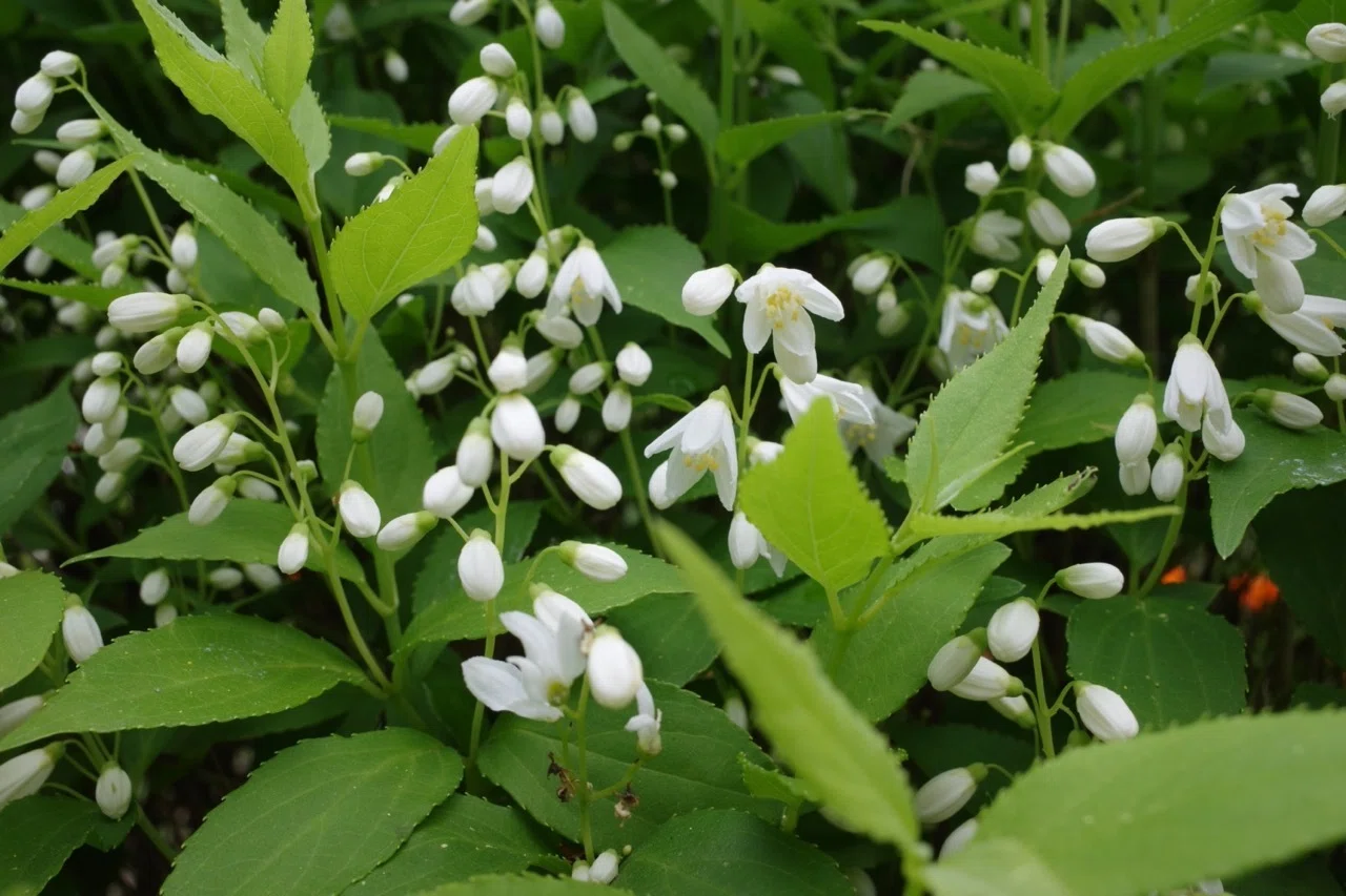 界羽花／3月お取り置き 写真】いつもの散歩道の花 2025.4.第3・4週 | ヒメウツギが開花