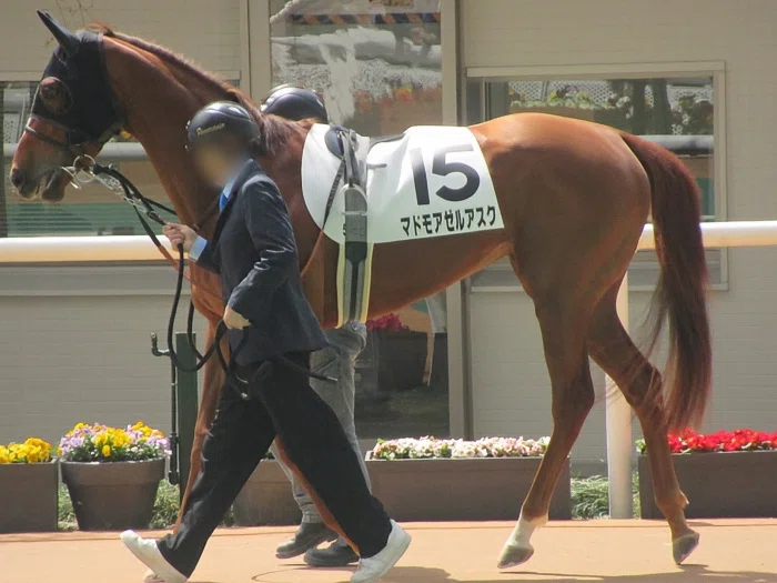 阪神競馬場パドックの様子1