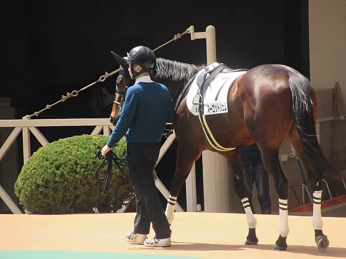 阪神競馬場パドックの様子2