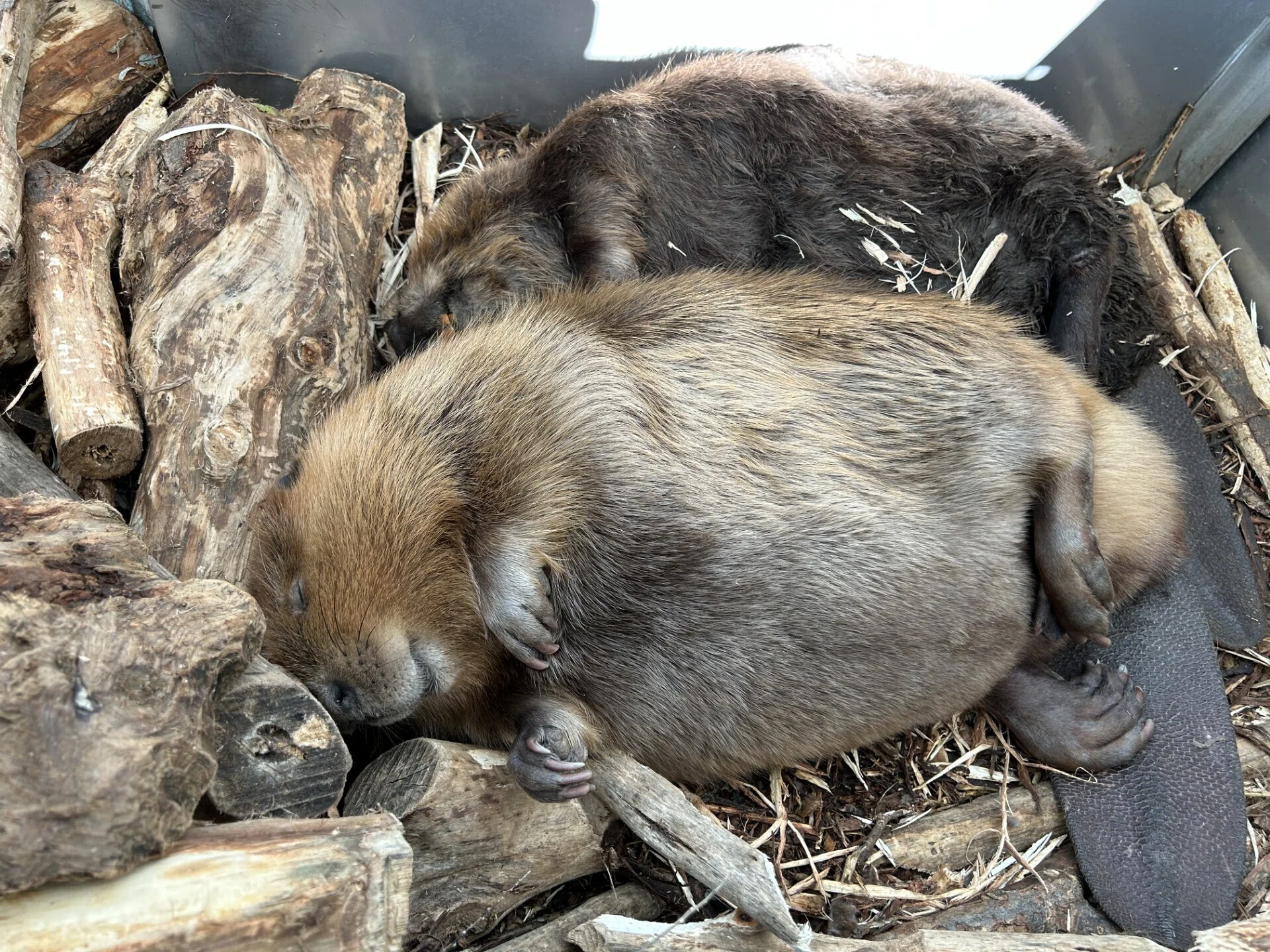 ふるさとのおはな｜仙台うみの杜水族館