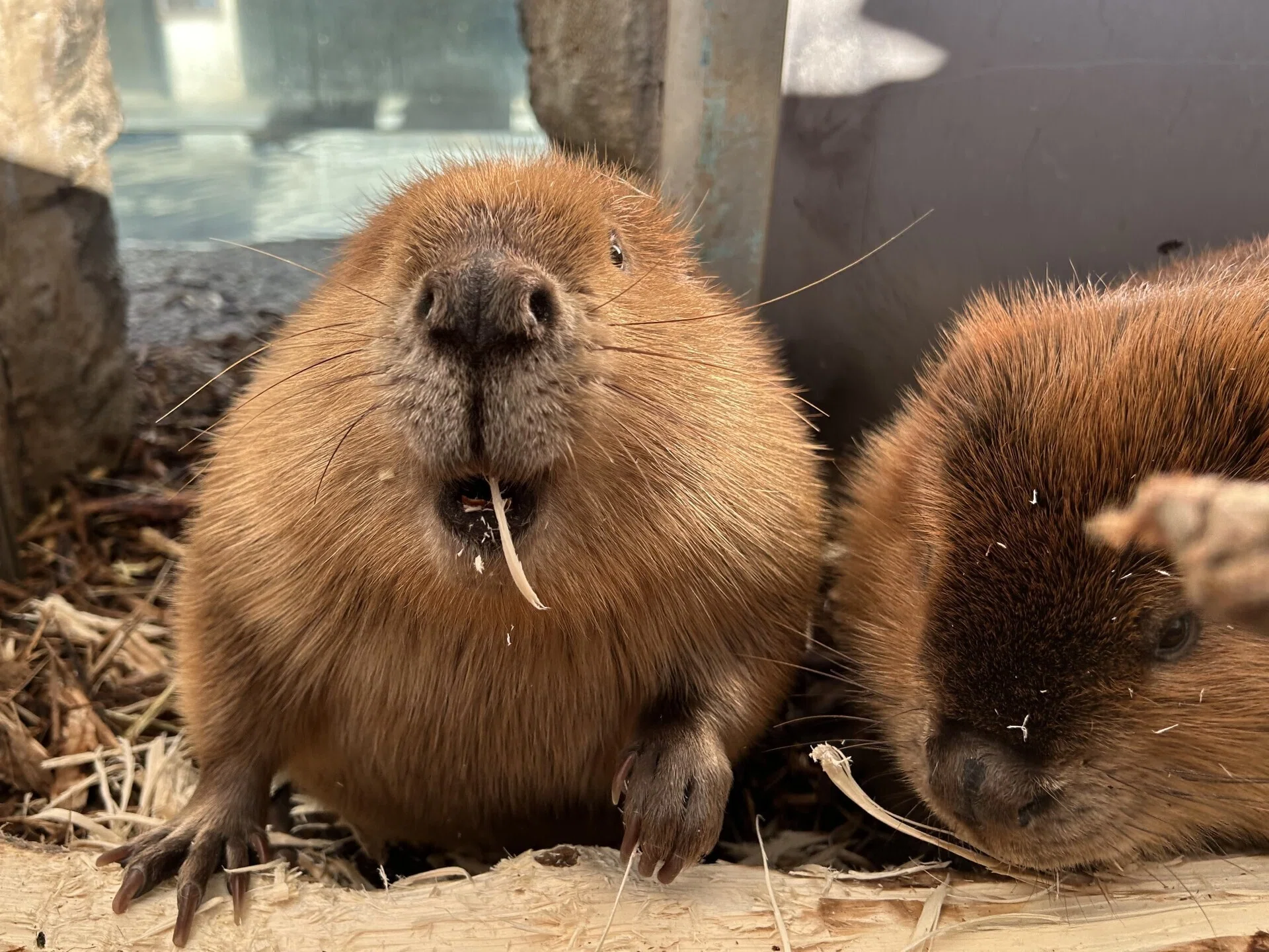 ふるさとのおはな｜仙台うみの杜水族館