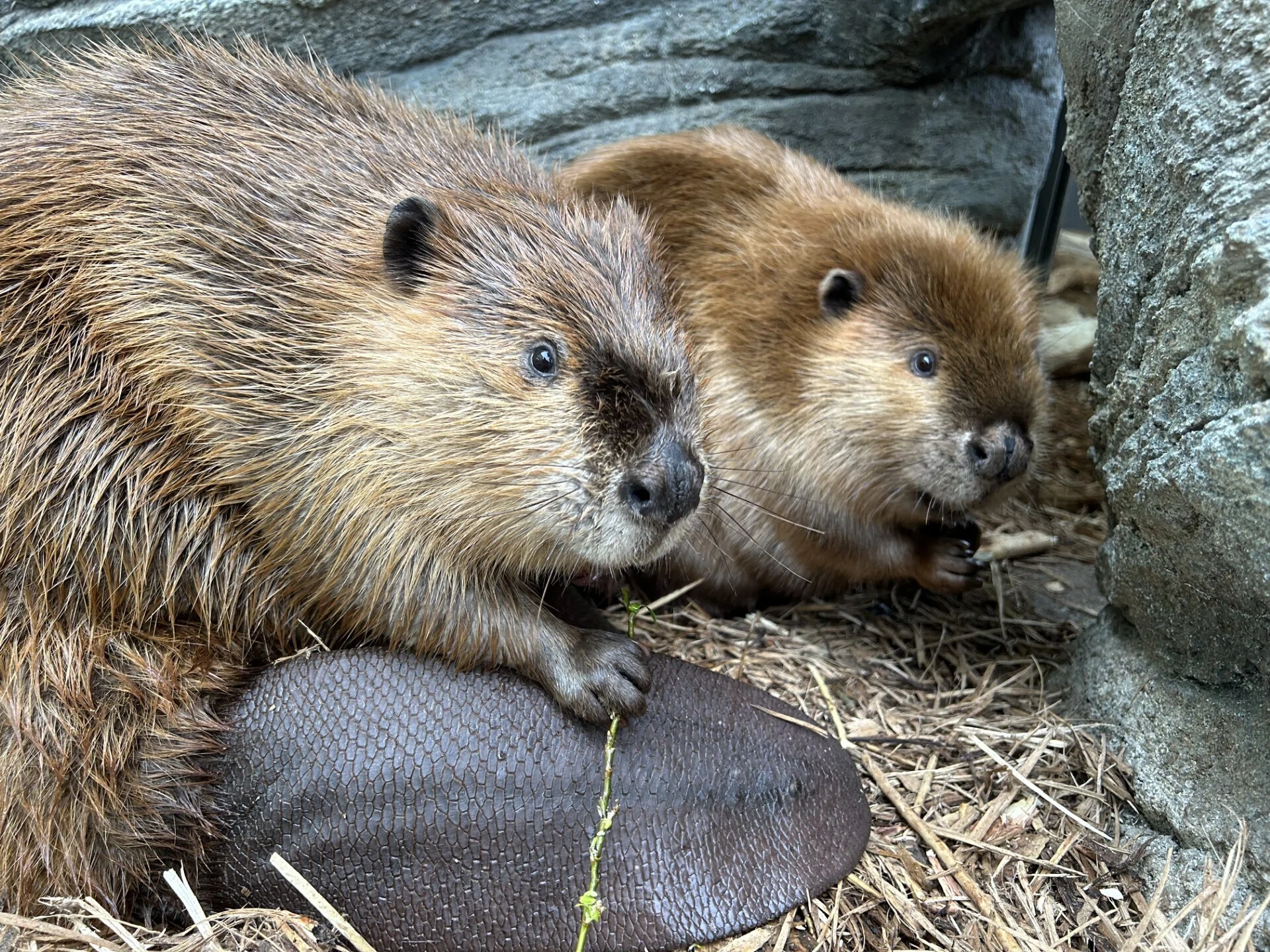 ふるさとのおはな｜仙台うみの杜水族館