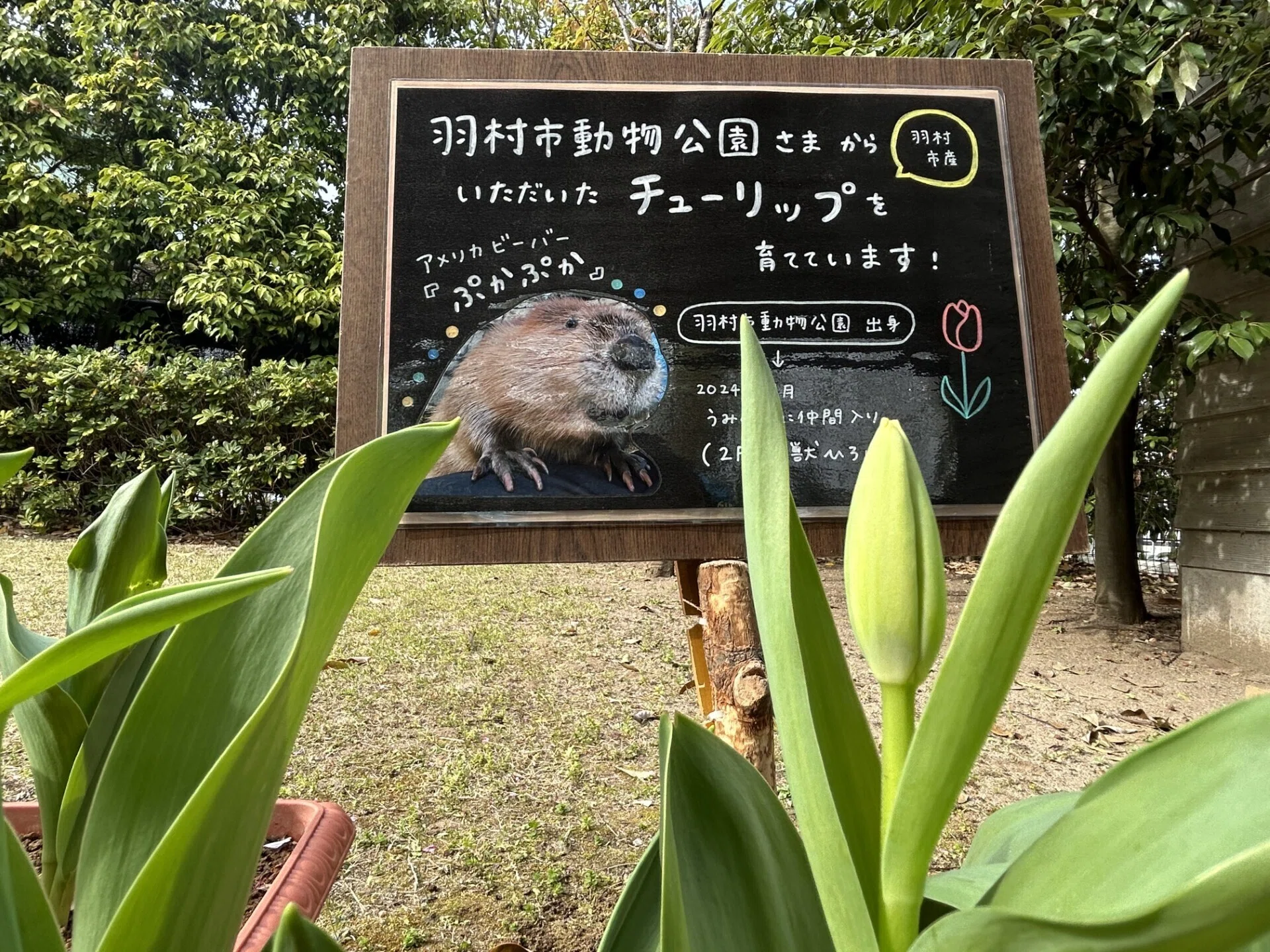 ふるさとのおはな｜仙台うみの杜水族館