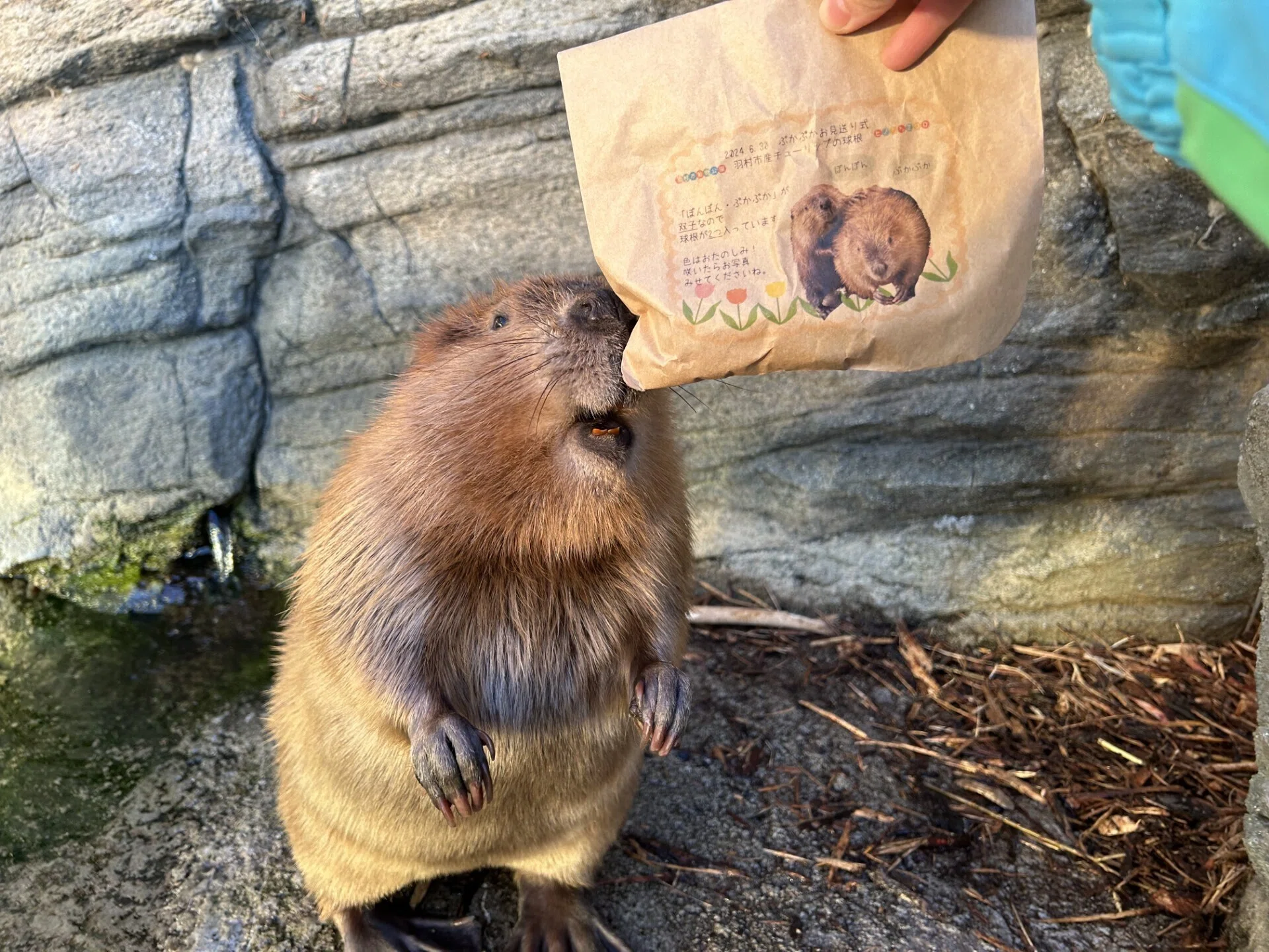ふるさとのおはな｜仙台うみの杜水族館