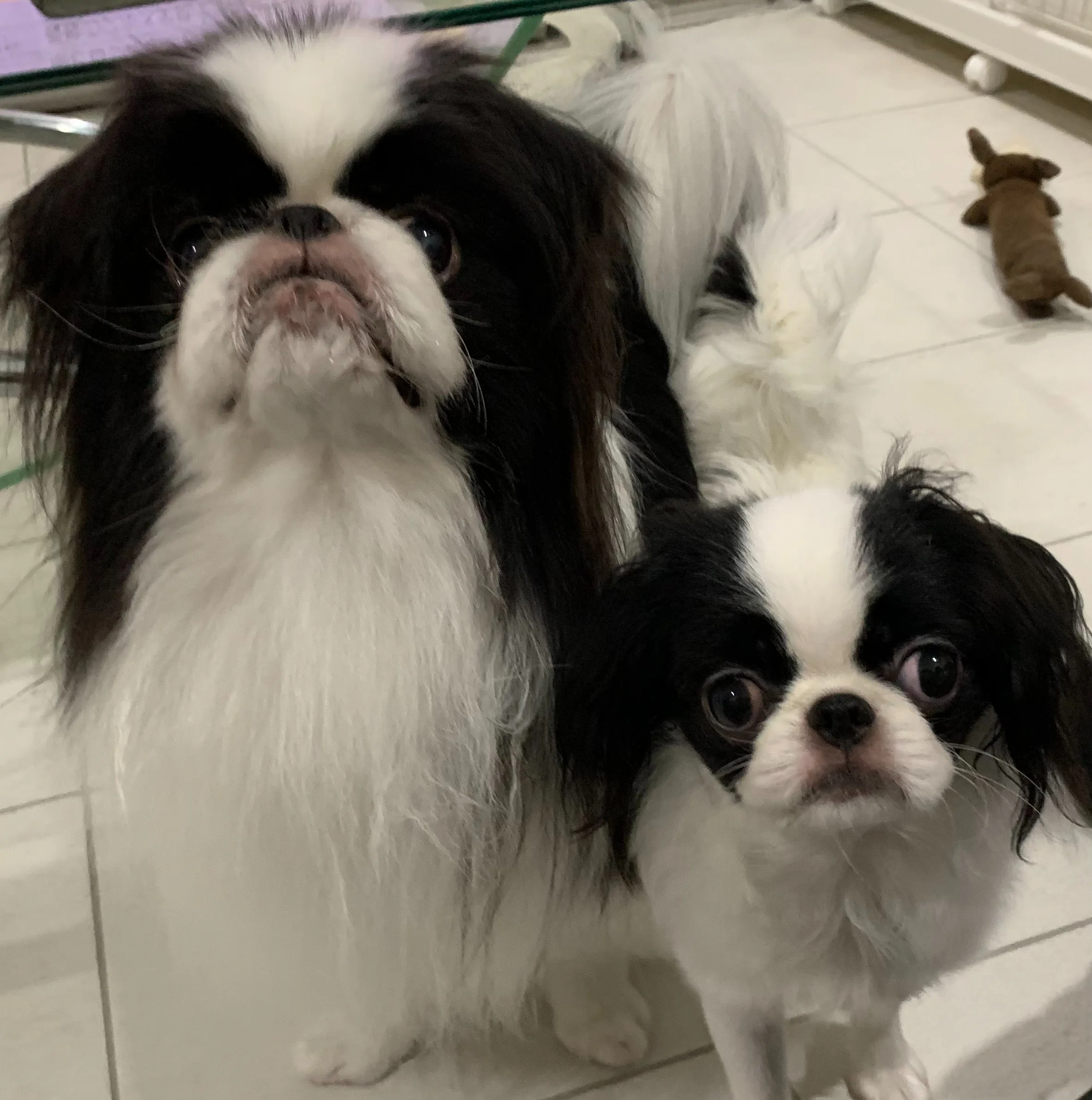 狆です。日本犬です。|小夏美樹