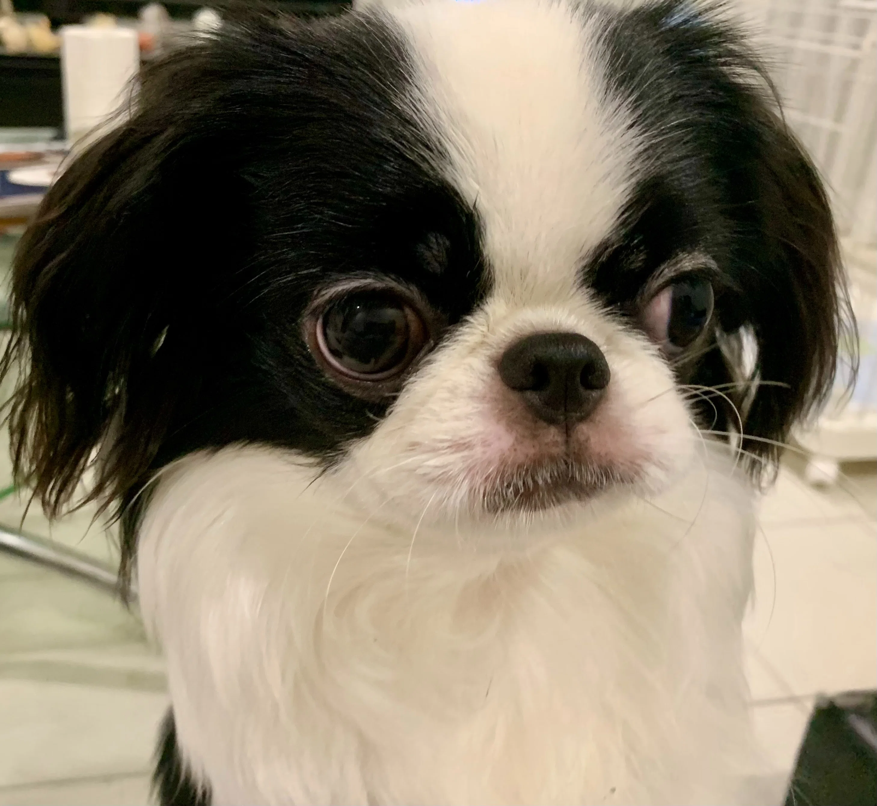 狆です。日本犬です。|小夏美樹