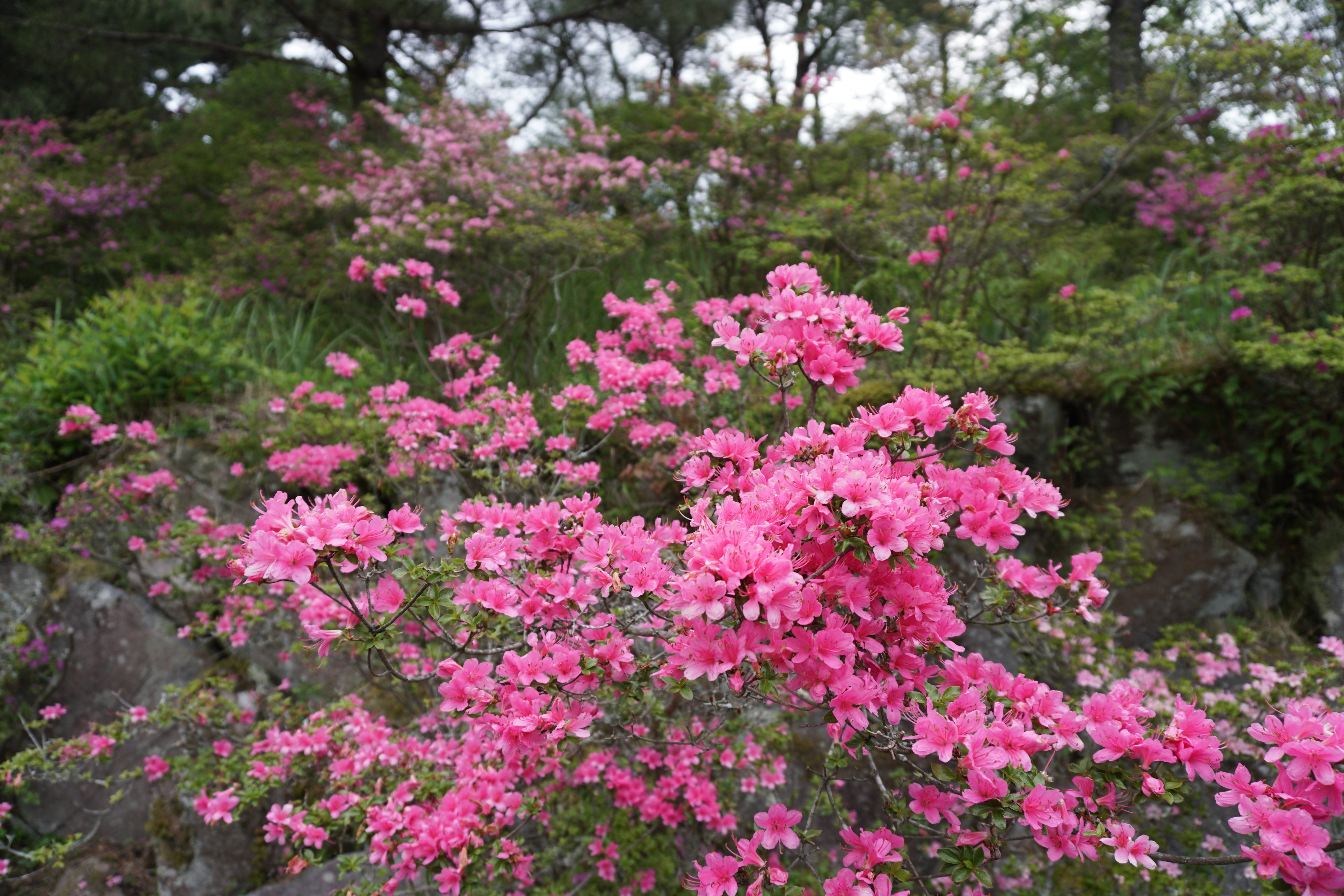 九州の火山地帯に咲くミヤマキリシマ【長崎県・雲仙】｜火山女子くら