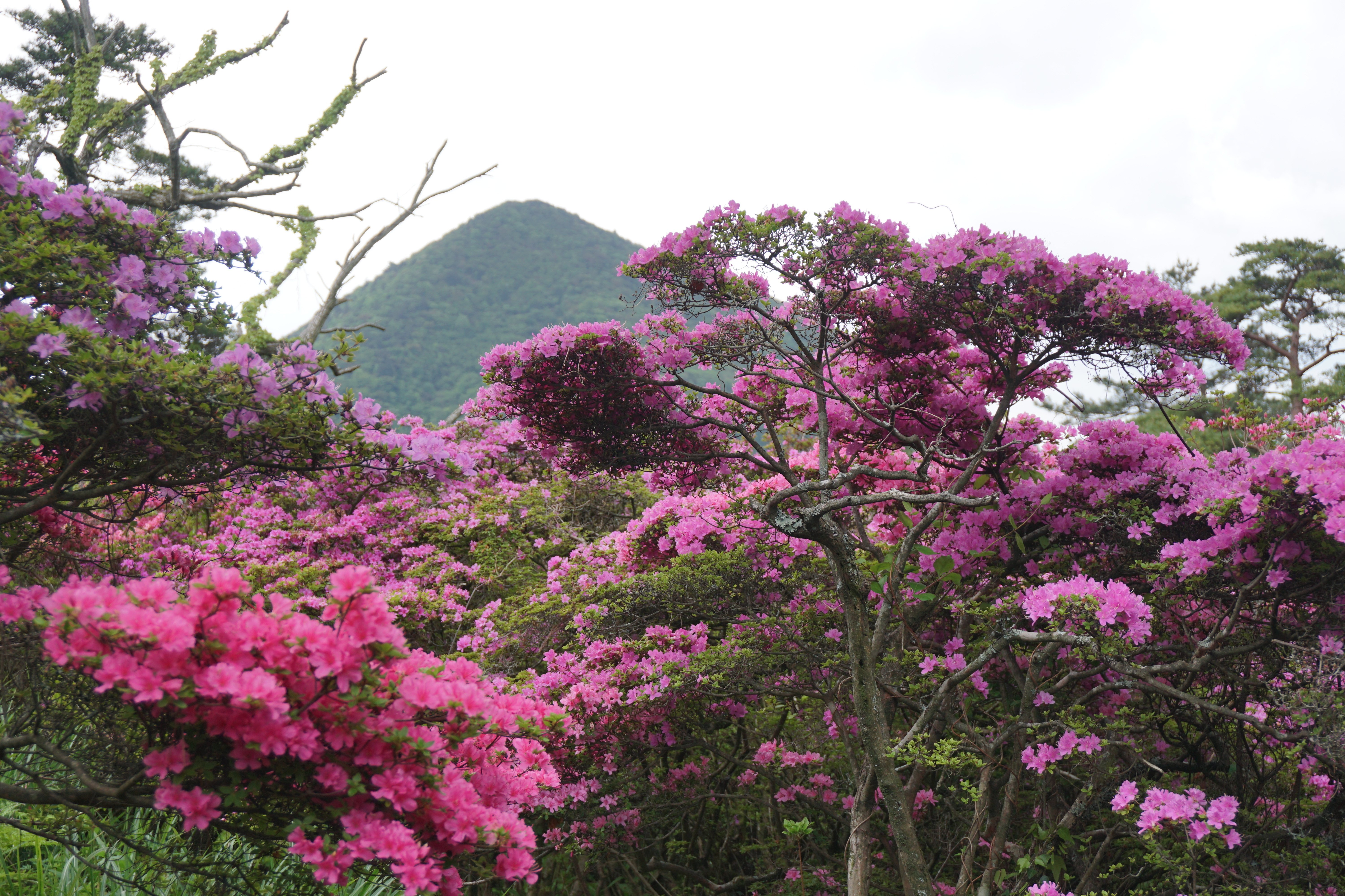 九州の火山地帯に咲くミヤマキリシマ【長崎県・雲仙】｜火山女子くら