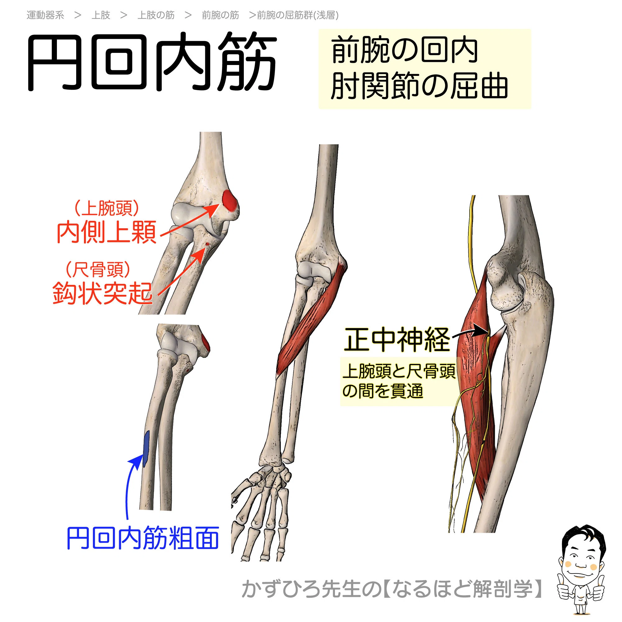 前腕の屈筋群たち- “曲げる力”の舞台裏｜かずひろ先生（黒澤一弘｜解剖