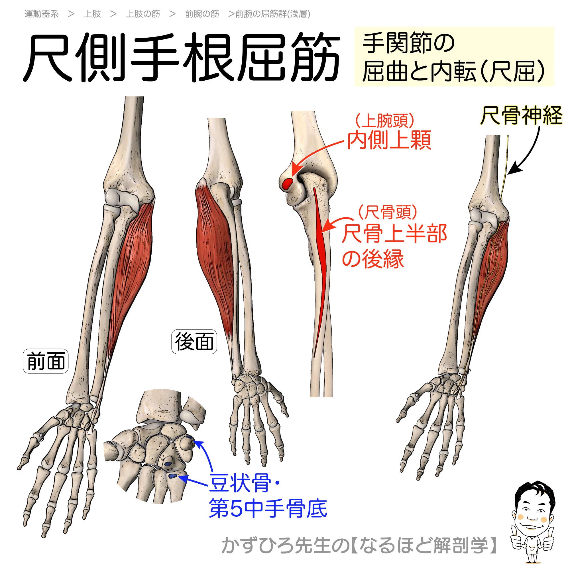 前腕 屈筋 群