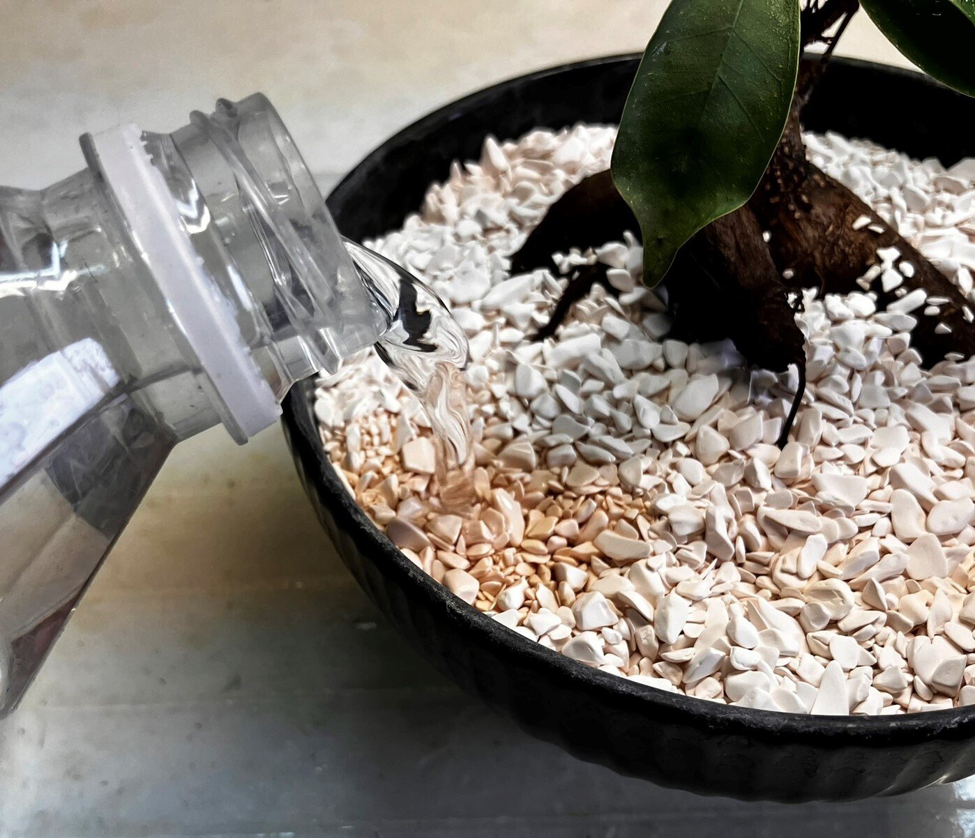 多幸の木・ガジュマル🌲（観葉植物）を「食器からできた土」に植えて