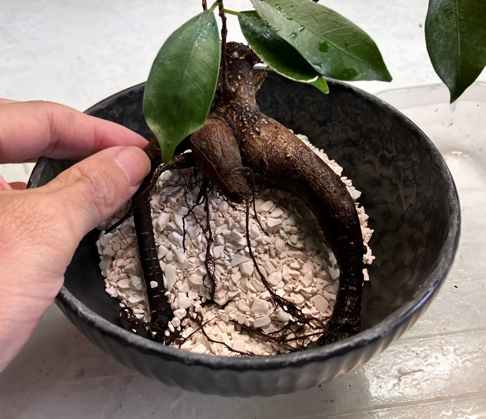 多幸の木・ガジュマル🌲（観葉植物）を「食器からできた土」に植えて