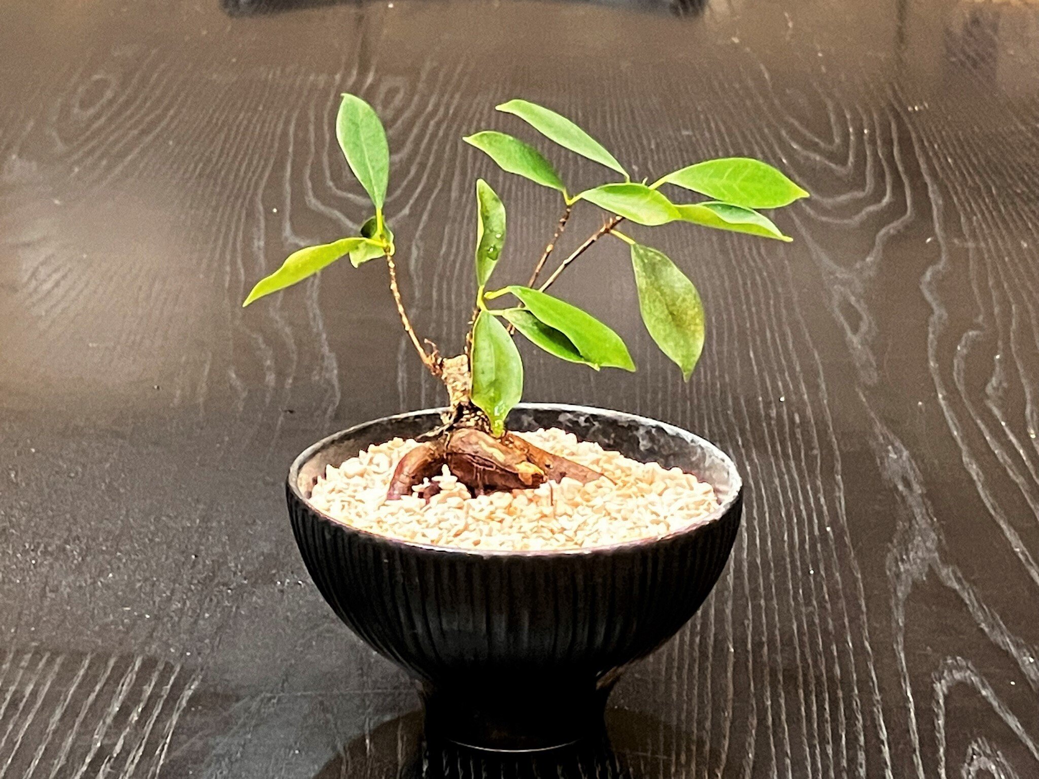 ✨✨✨イボガジュマル【ジブリの世界】検/オキナワガジュマル/※確認用❗️ ✨✨✨superガジュマル 小品イボ幹【ジブリの世界】 - メルカリ