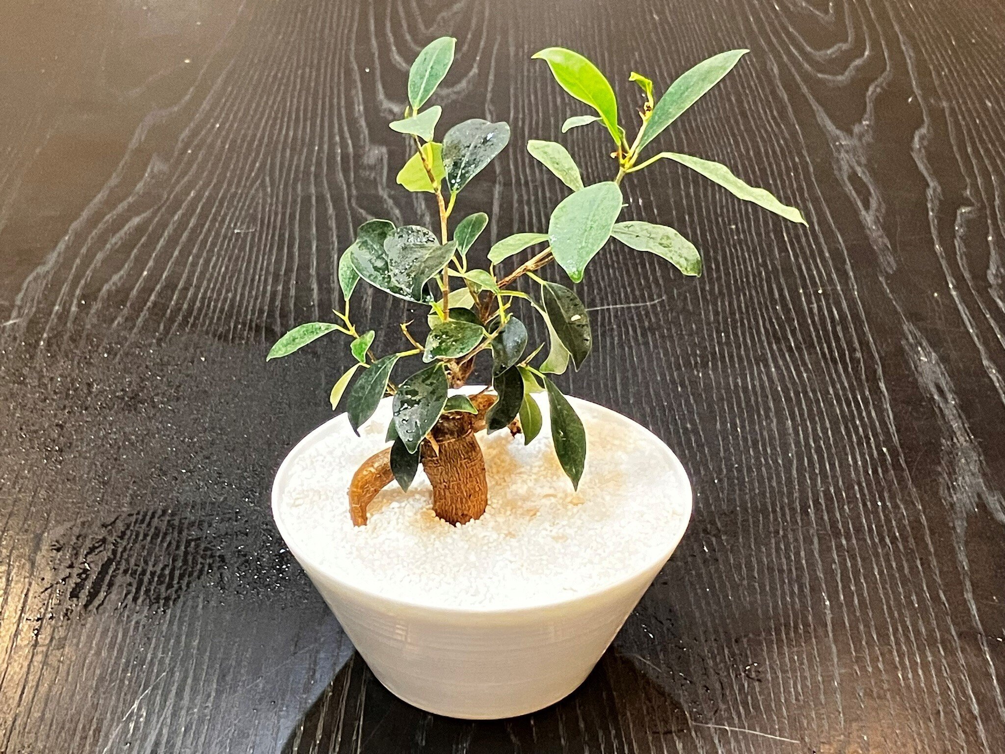 ✨✨✨イボガジュマル【ジブリの世界】検/オキナワガジュマル/※確認用❗️ ✨✨✨イボガジュマル【ジブリの世界】検/オキナワガジュマル/※確認用