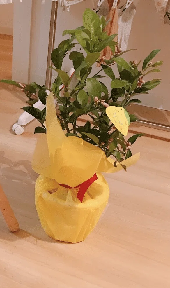 苗木・植木 マイヤーレモン 3本セット 接木苗木 6号鉢 果樹