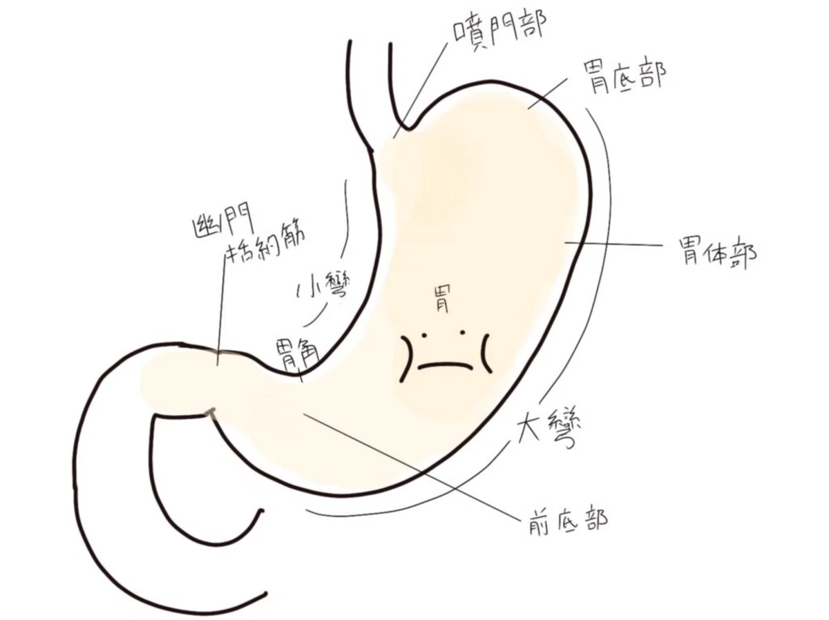 【簡単におさらい】胃の解剖生理|看護師 ゆきの