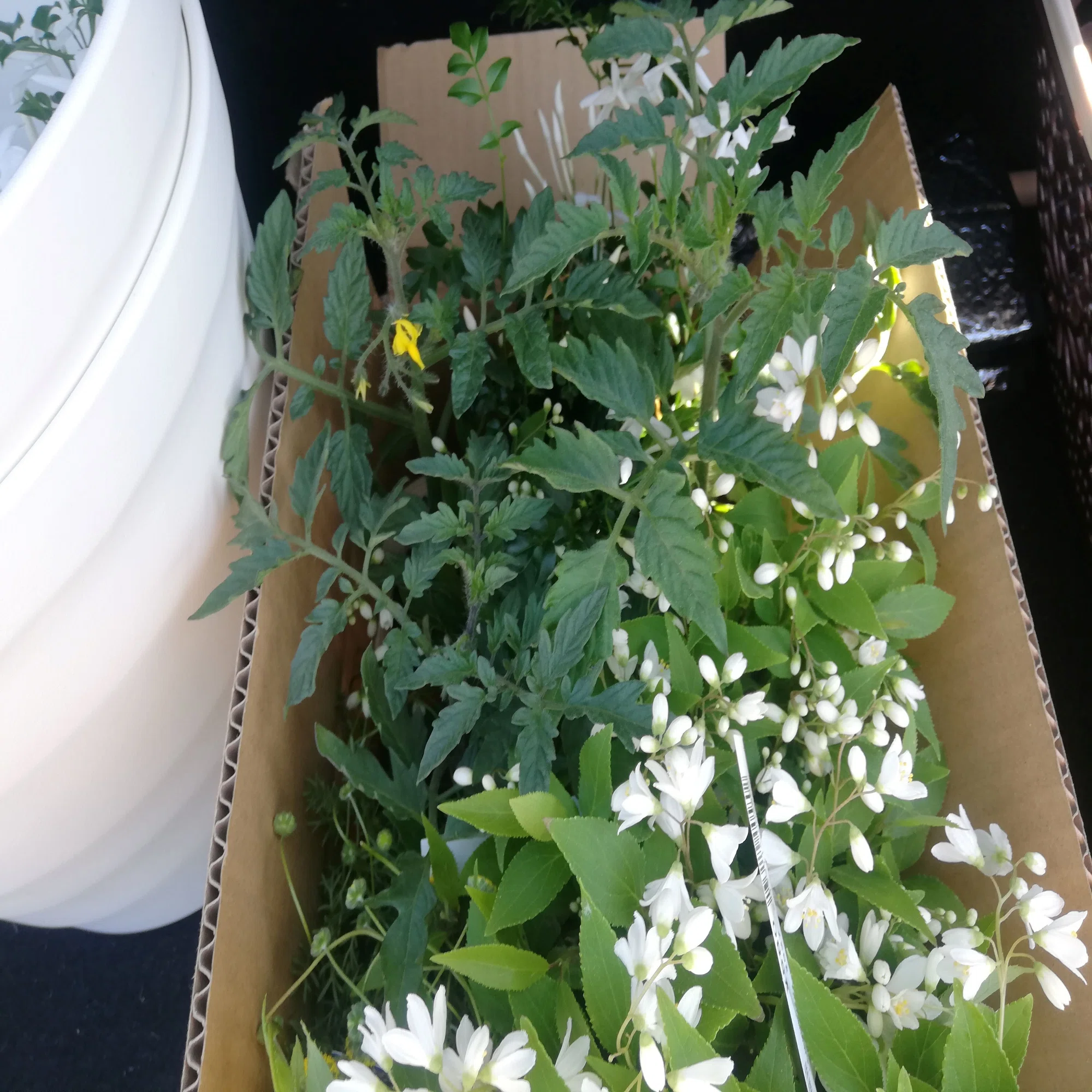 芽を出した株分け睡蓮を植え付ける｜ごあ（宇宙でひとりぼっち）