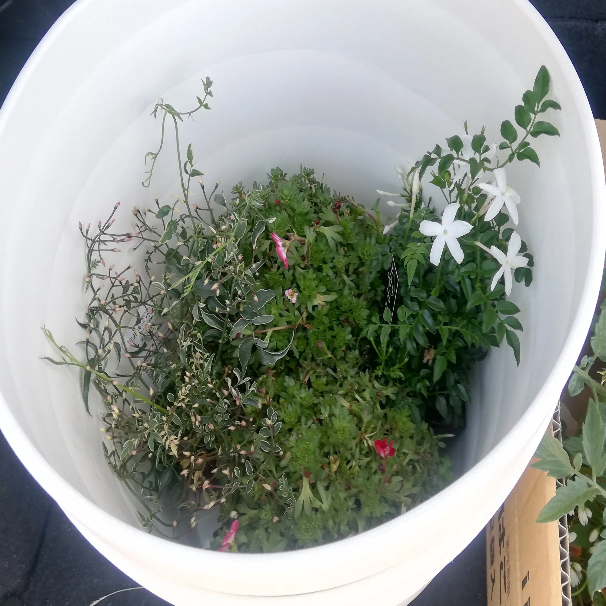 芽を出した株分け睡蓮を植え付ける｜ごあ（宇宙でひとりぼっち）