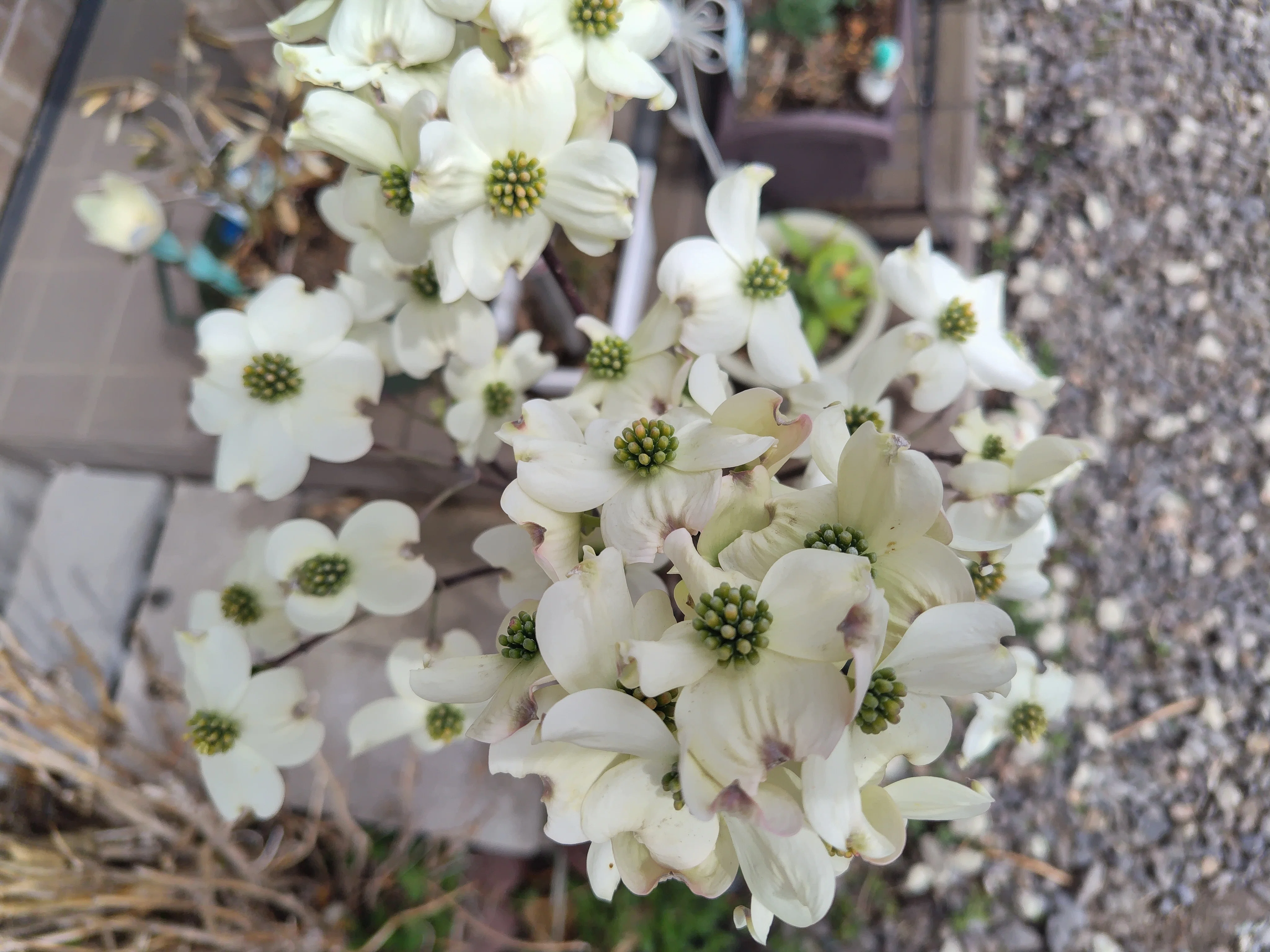 今日の花#6 ハナミズキ｜ジャスミンティータイム