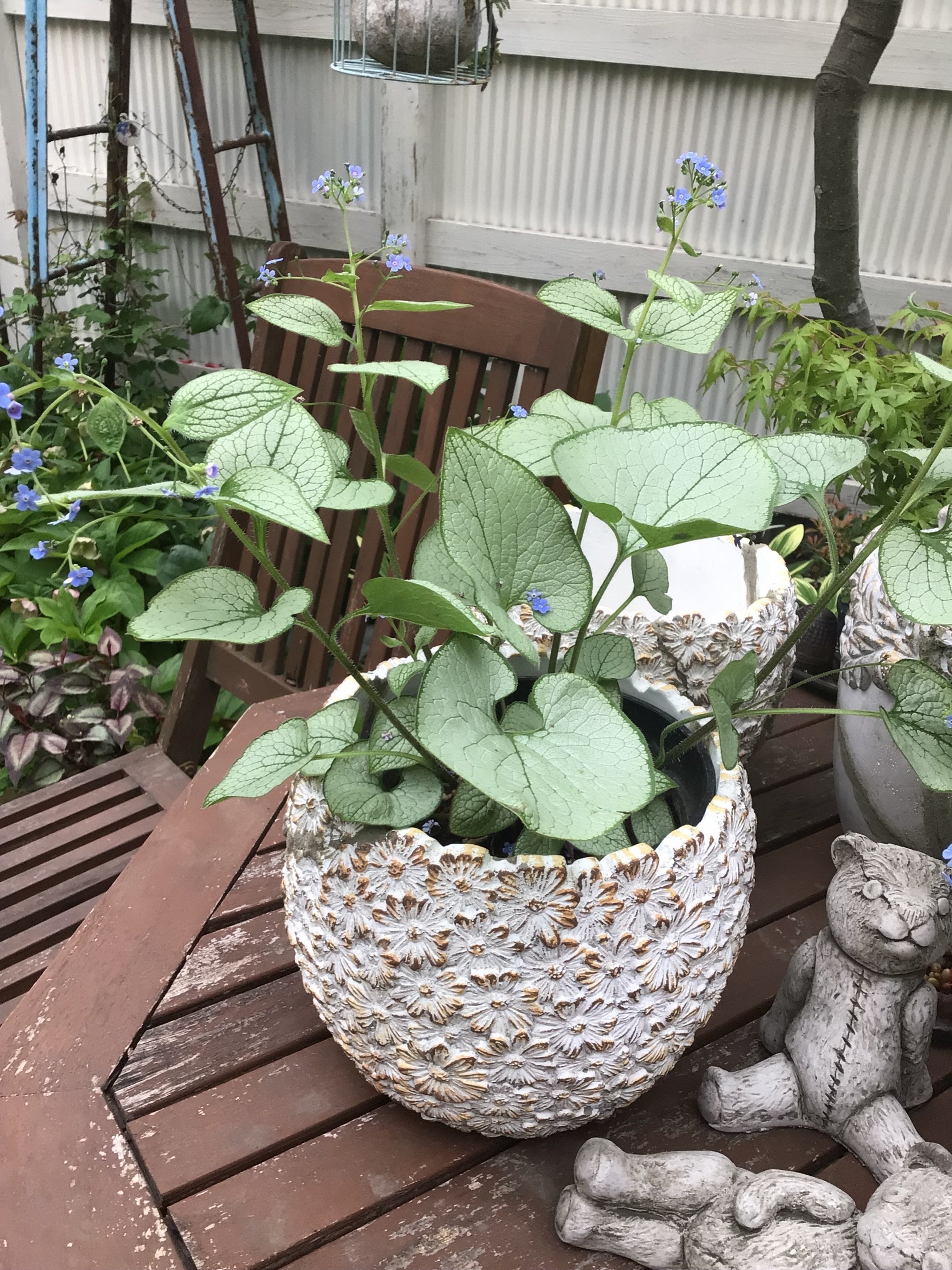 🪴割れた鉢の修復🪴 宿根草ブルンネラ｜とらのしっぽ / 庭づくり