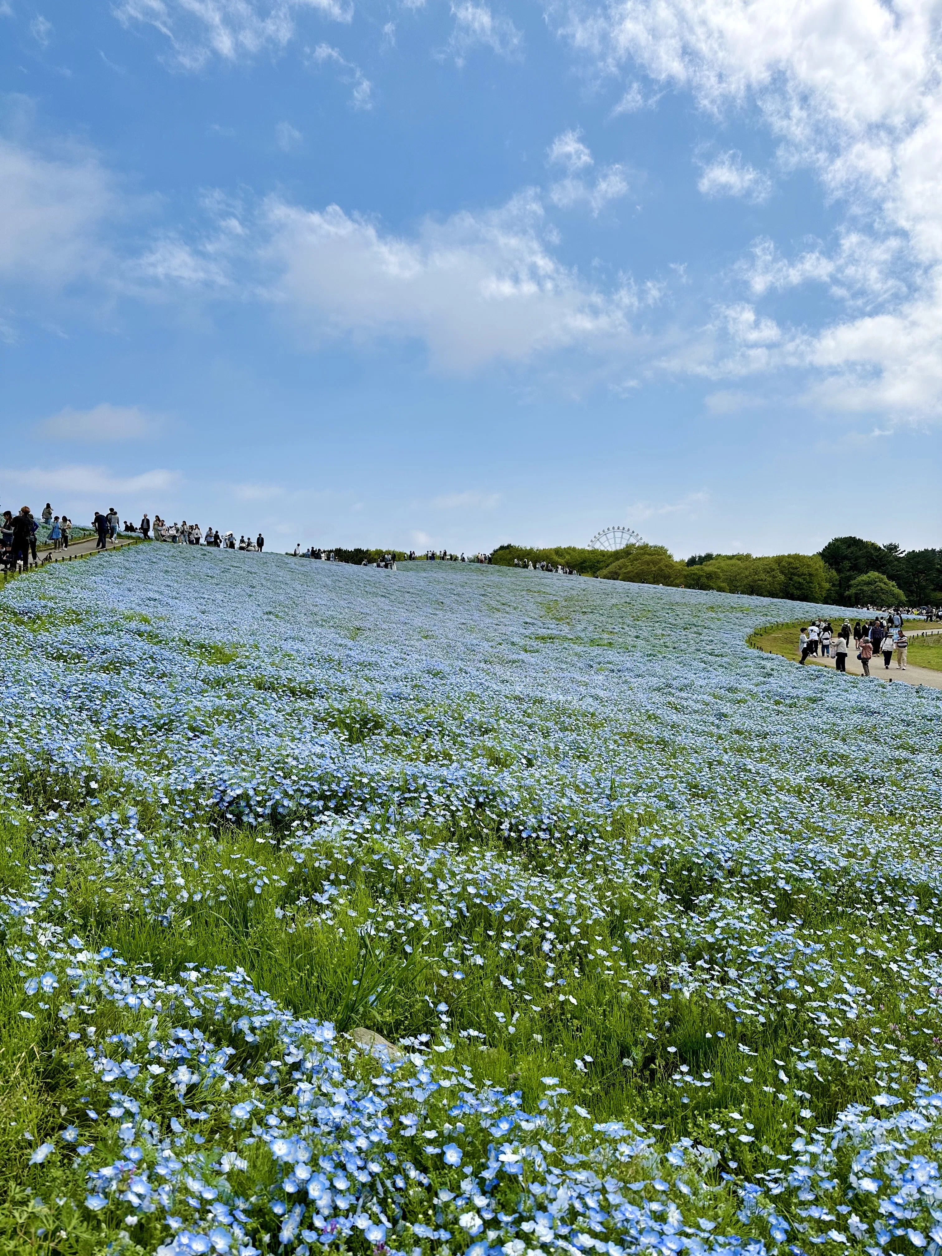 I went to see the nemophila.｜富樫 誠