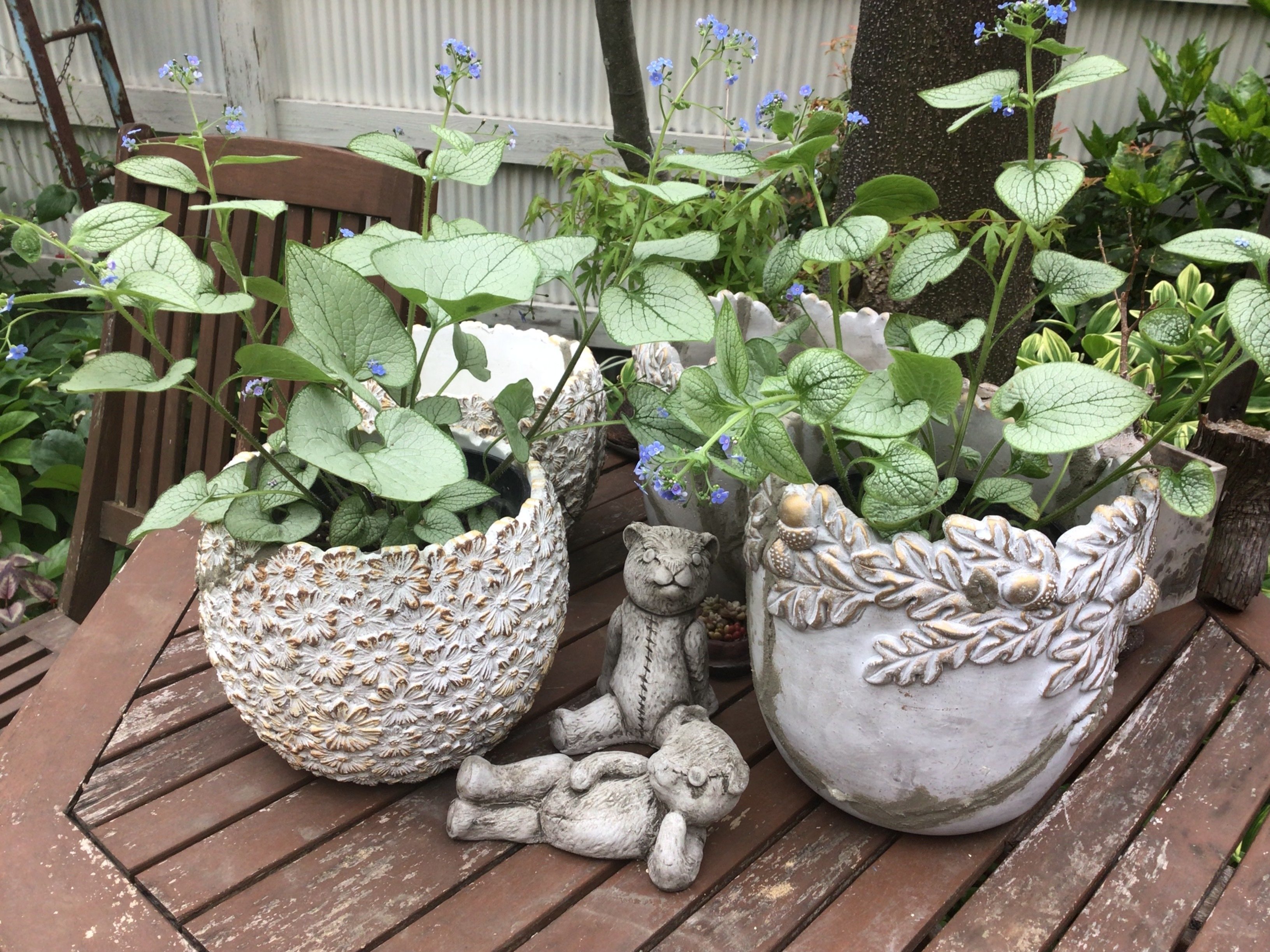 🪴割れた鉢の修復🪴 宿根草ブルンネラ｜とらのしっぽ / 庭づくり