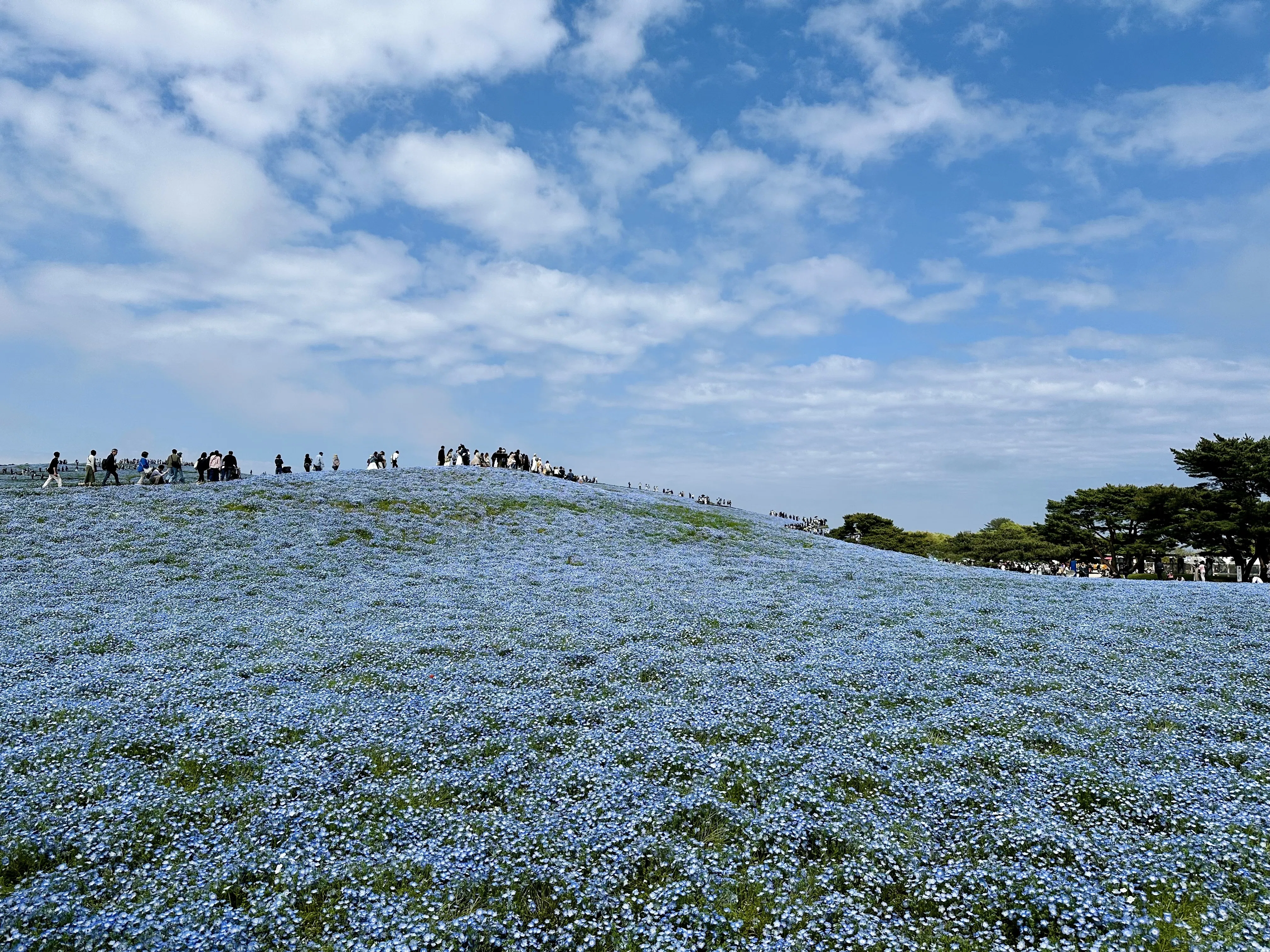 I went to see the nemophila.｜富樫 誠
