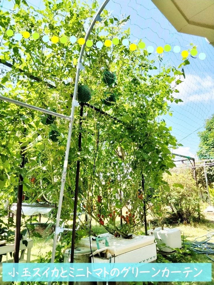 JustSmart GS1シリーズ 室内ガーデンキット ハイポニカ付き JustSmart GS1シリーズ 室内ガーデンキット ハイポニカ付き