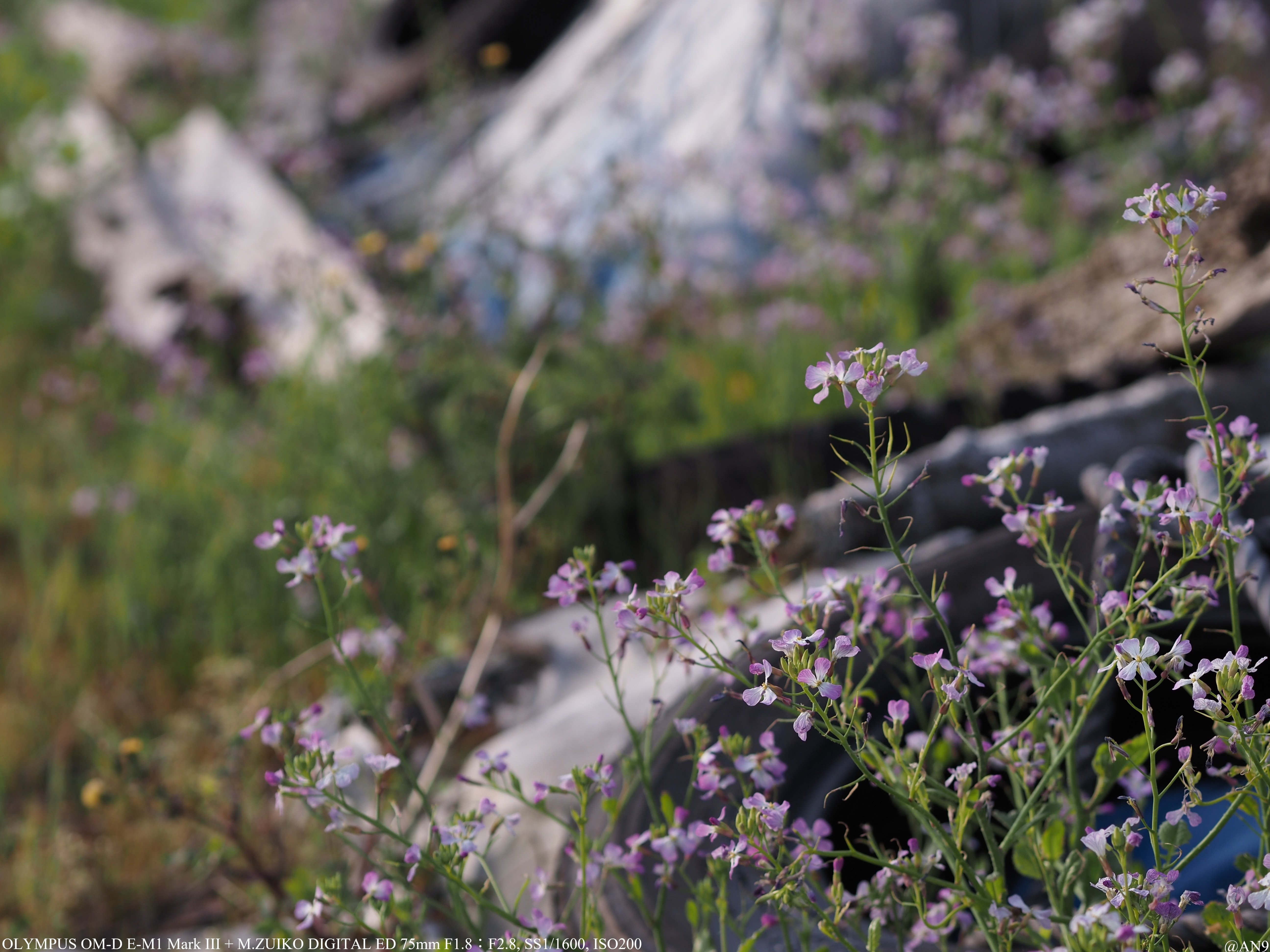 買って絶対に損しない最高のレンズ『M.ZUIKO DIGITAL ED 75mm F1.8』｜AN9