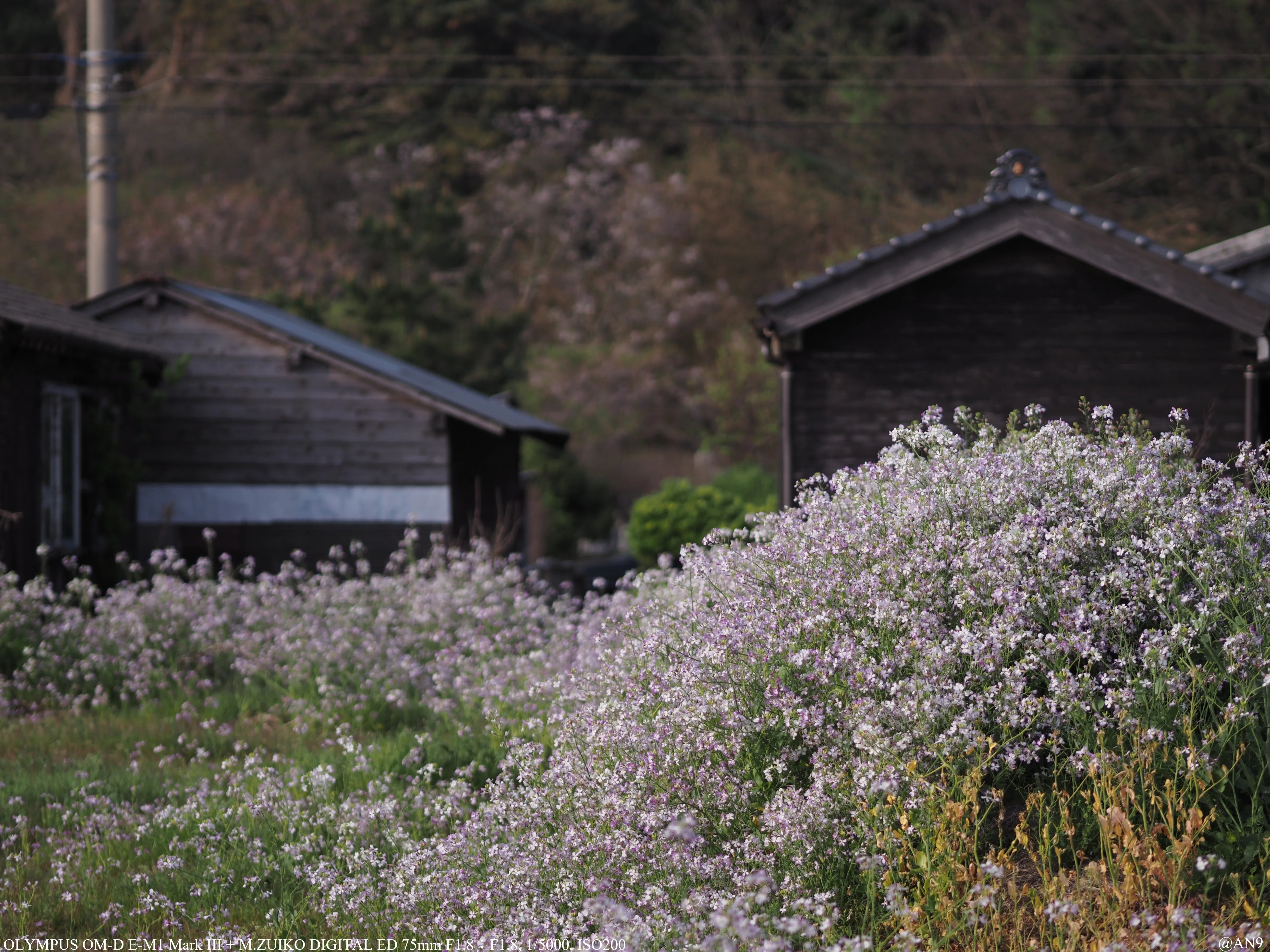 買って絶対に損しない最高のレンズ『M.ZUIKO DIGITAL ED 75mm F1.8』｜AN9