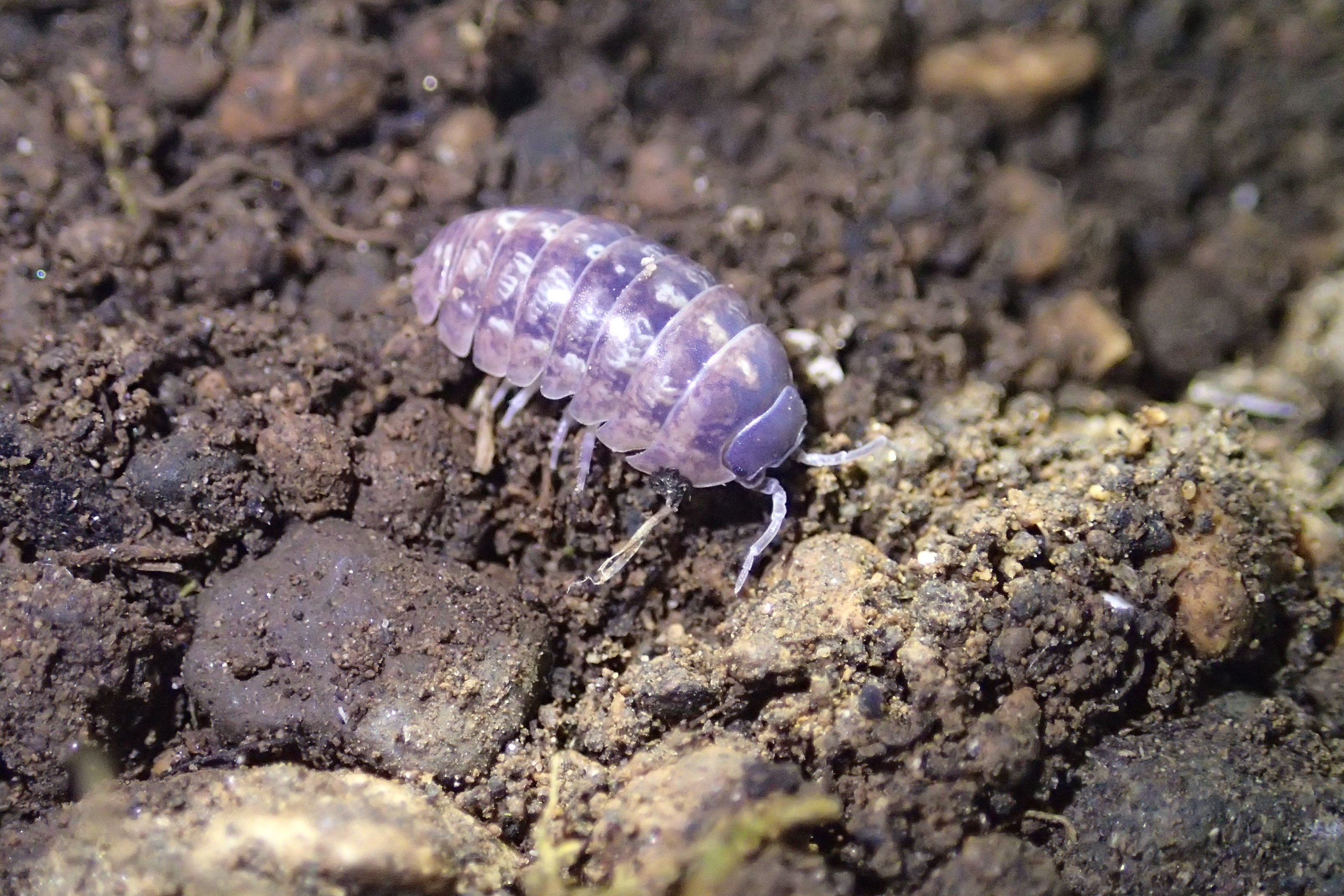 驚愕！色とりどりのダンゴムシ【4選】｜自然アドバイザー@かたち
