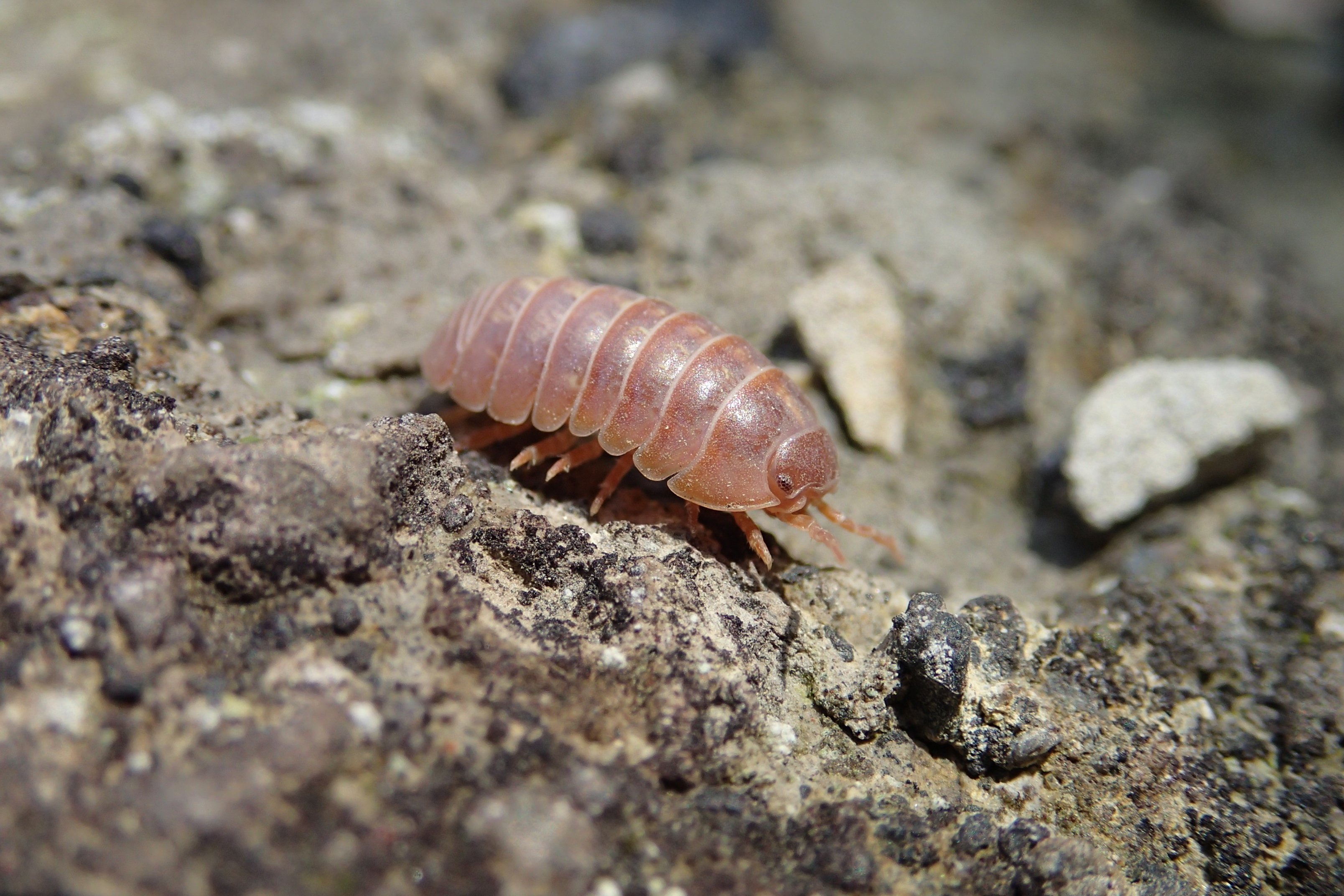 驚愕！色とりどりのダンゴムシ【4選】｜自然アドバイザー@かたち