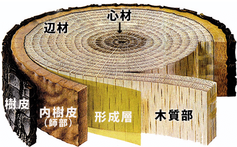 ツ。 ー接ぎ木の運用についてー ｜株式会社かをり果樹園