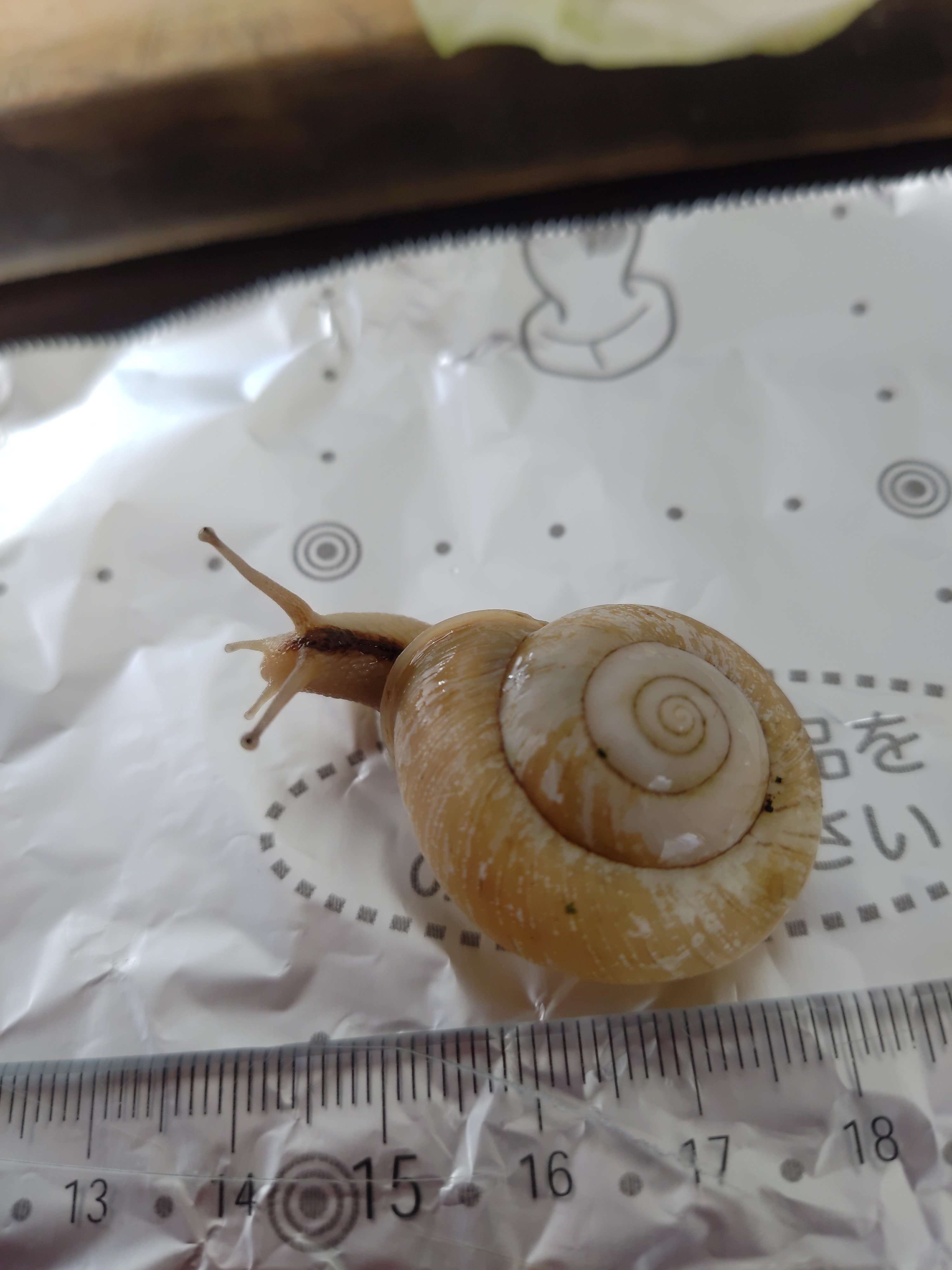 かたつむり Ezohelix gainesi｜ENSiS/かたつむりまみれ