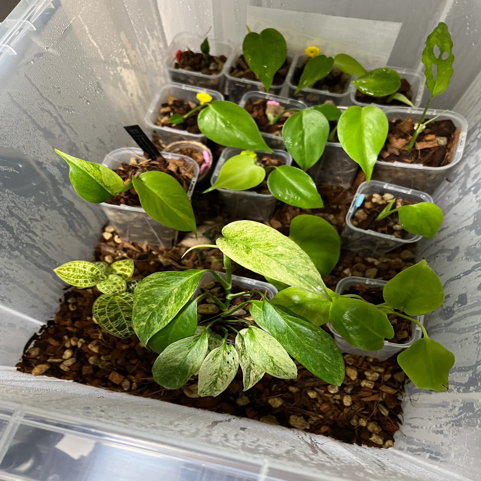 初心者必見🌱観葉植物の基礎・育て方・揃えるもの完全ガイド｜Botan