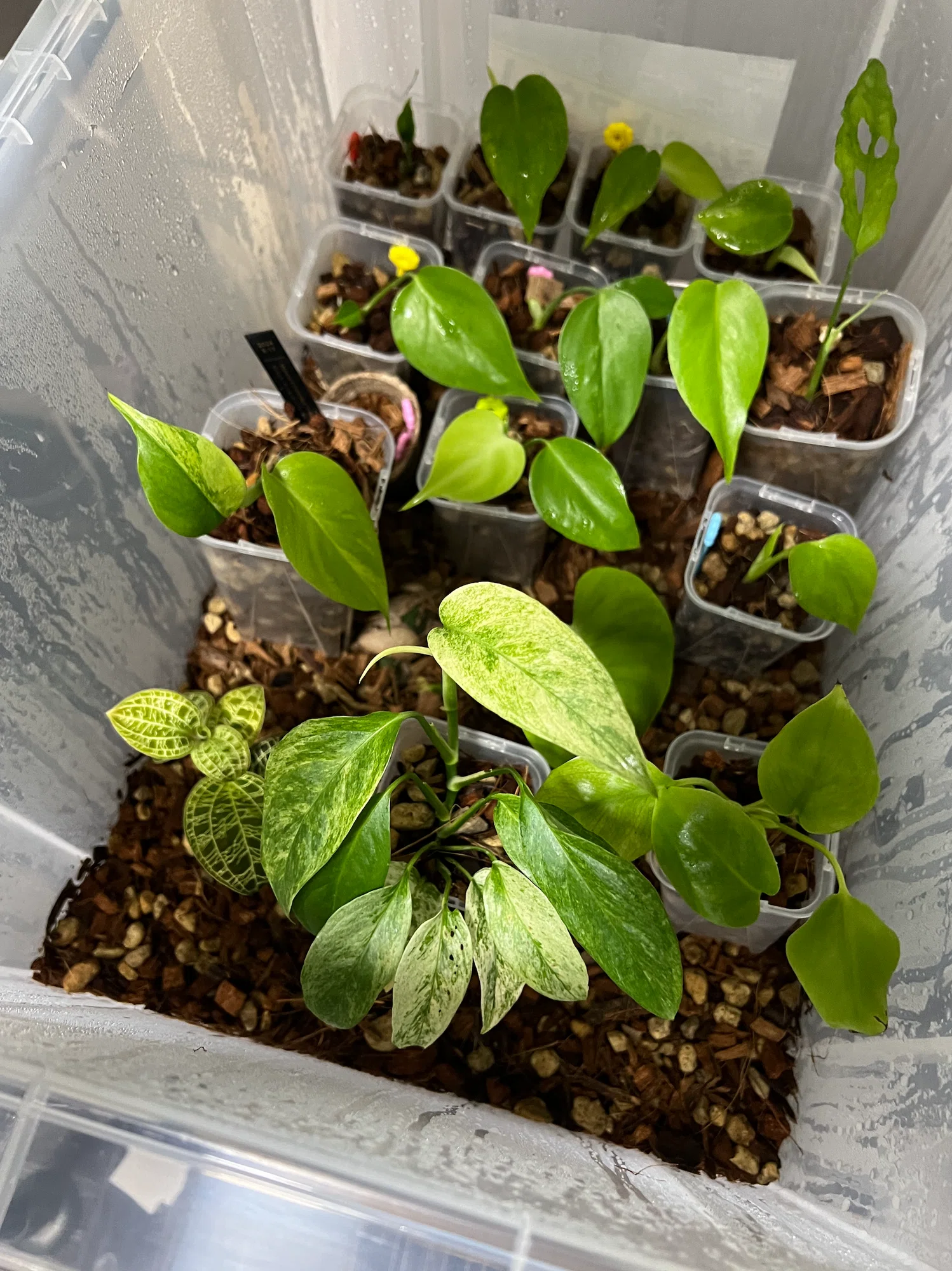 初心者必見🌱観葉植物の基礎・育て方・揃えるもの完全ガイド|Botan 初心者必見🌱観葉植物の基礎・育て方・揃えるもの完全ガイド|Botan