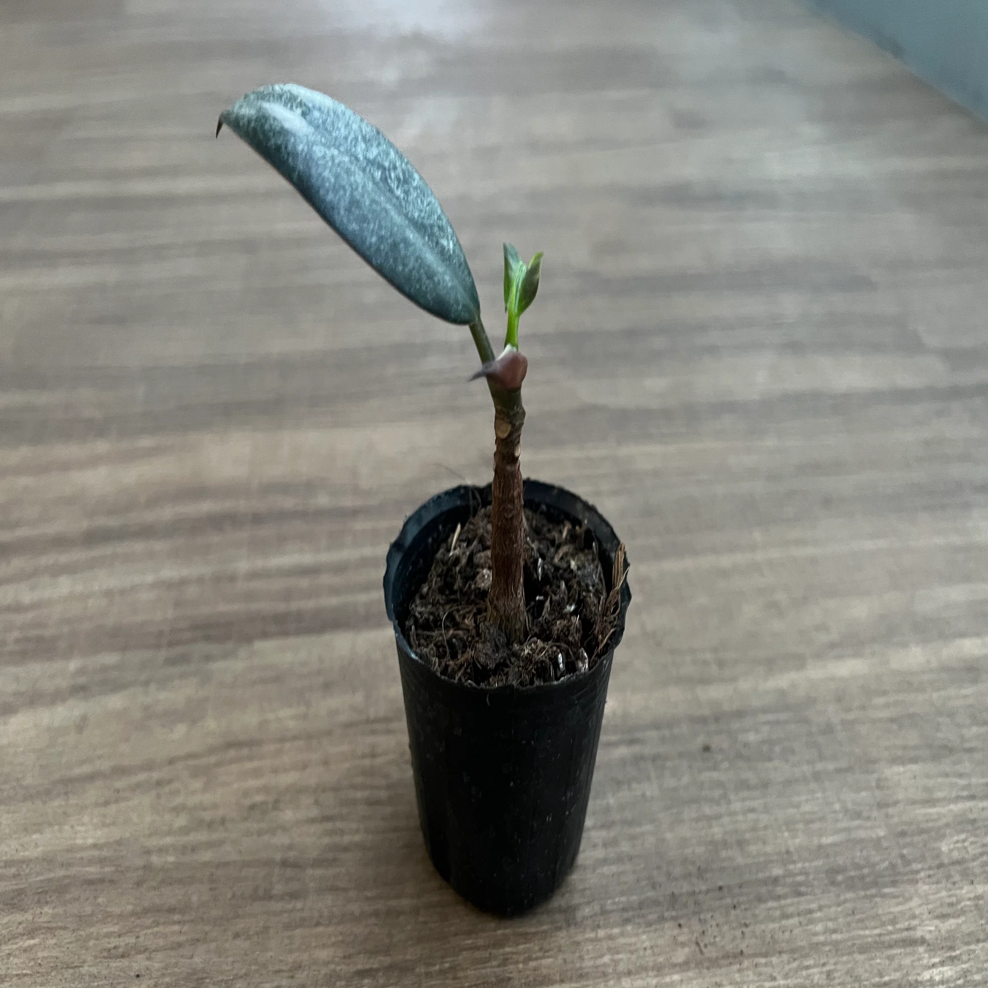 初心者必見🌱観葉植物の基礎・育て方・揃えるもの完全ガイド｜Botan