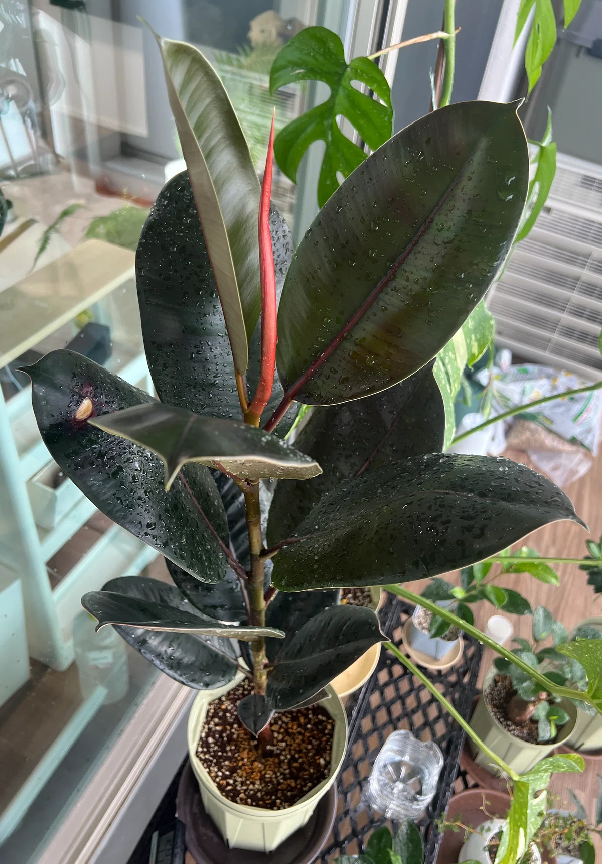 初心者必見🌱観葉植物の基礎・育て方・揃えるもの完全ガイド｜Botan
