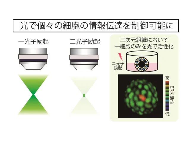 Introduction to Bruker Two-Photon Microscopes｜バイオリサーチセンター