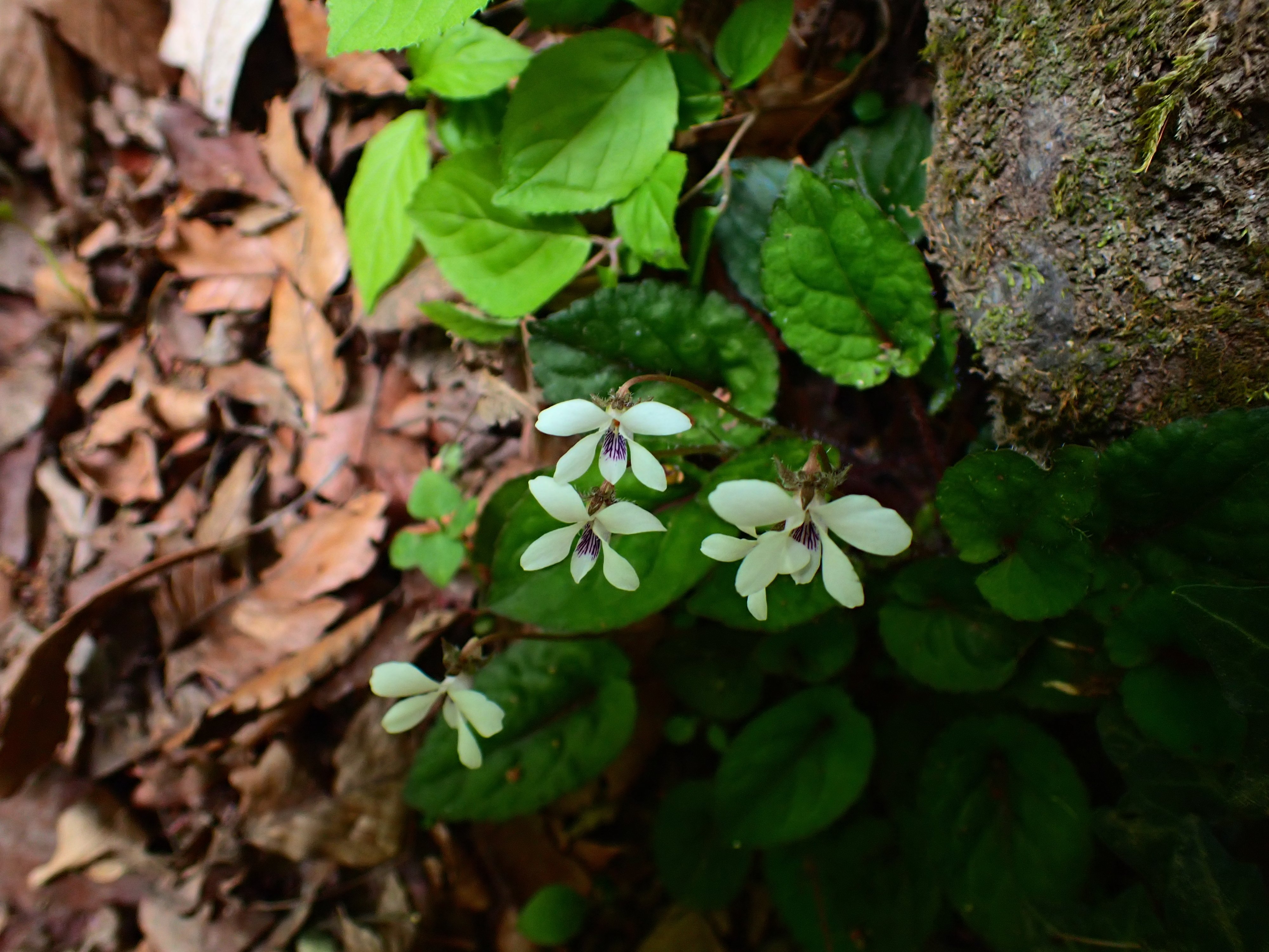 スミレの山高尾山（20） コミヤマスミレ Takao, the mountain of