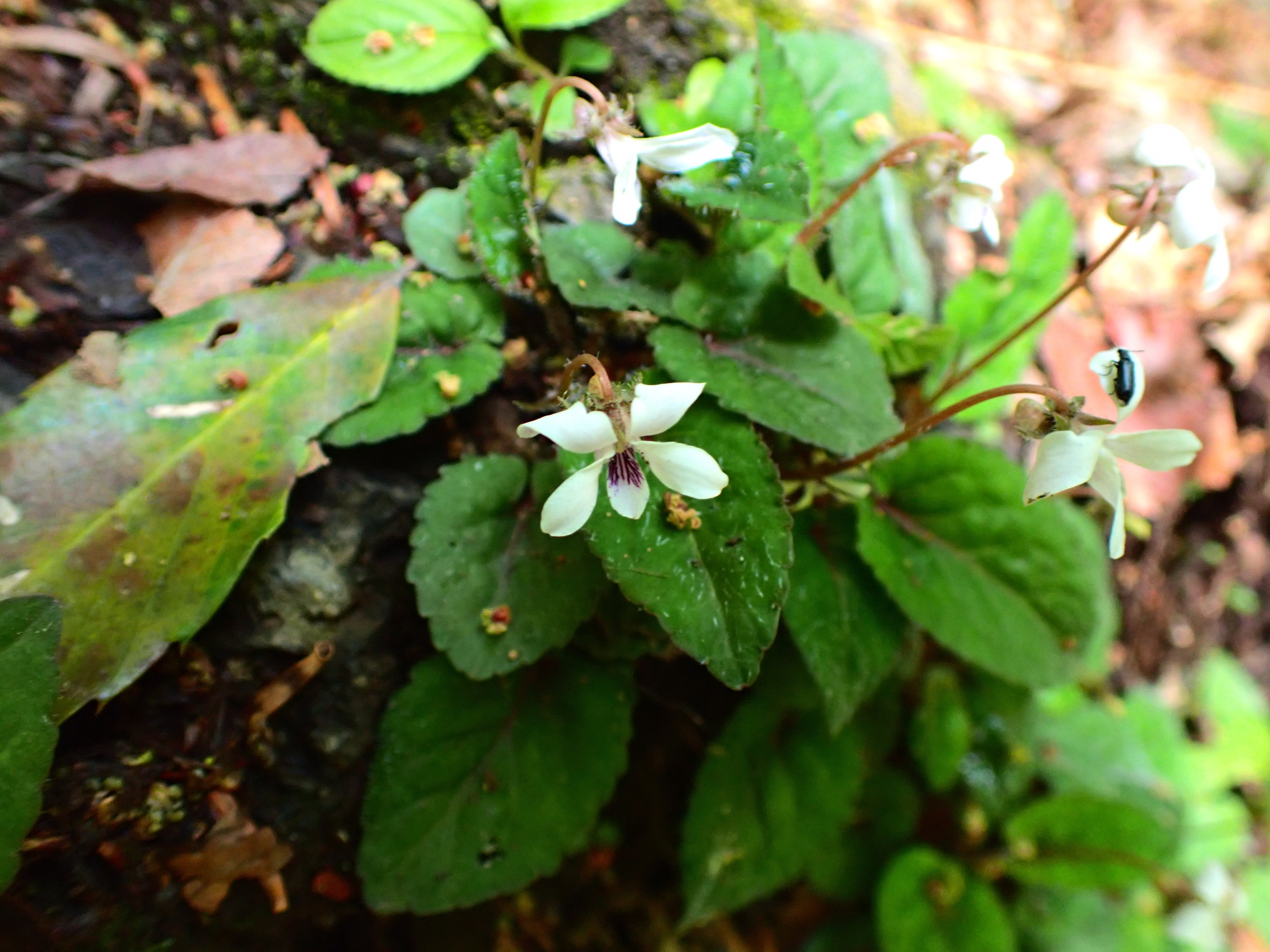 スミレの山高尾山（20） コミヤマスミレ Takao, the mountain of