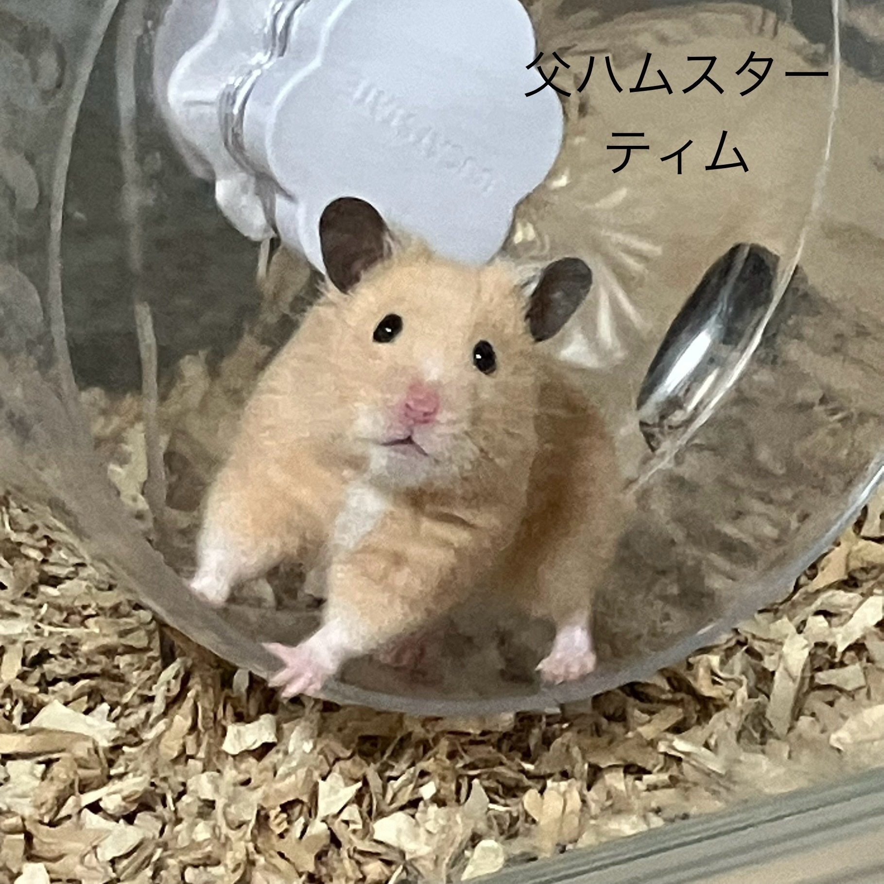 ハムスターの里親、赤ちゃん全員お迎えいただけそうです。更新終了