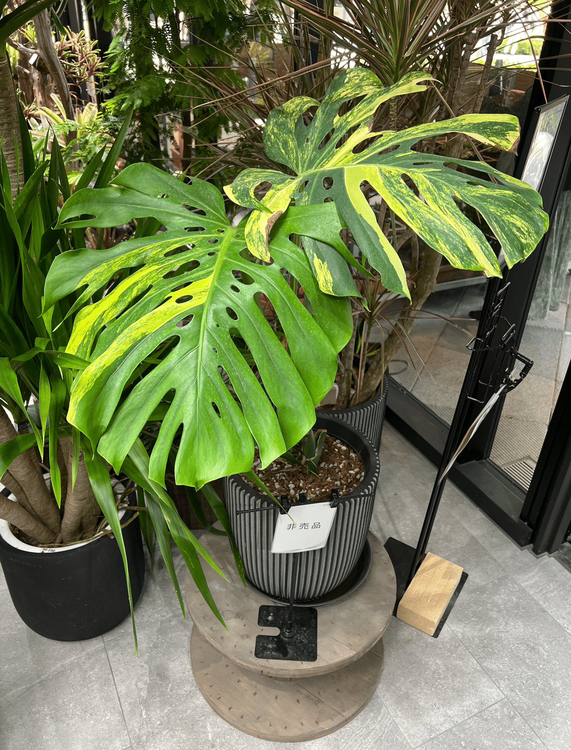 【引取限定】モンステラ　斑入り　ボルシギアナ デリシオーサ 2 モンステラ デリシオーサ verボルシギアナ 斑入り 【公式通販】