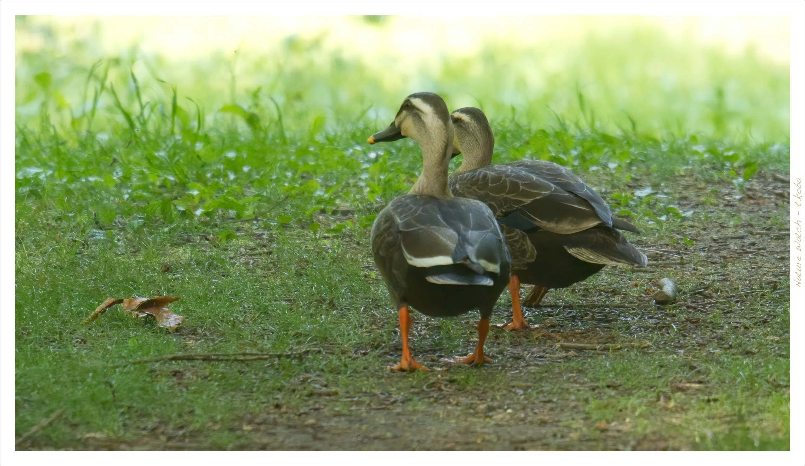 カルガモが2羽、仲良く泳いでいるからといって、「つがい」と決めつけ カルガモが2羽、仲良く泳いでいるからといって、「つがい」と決めつけ