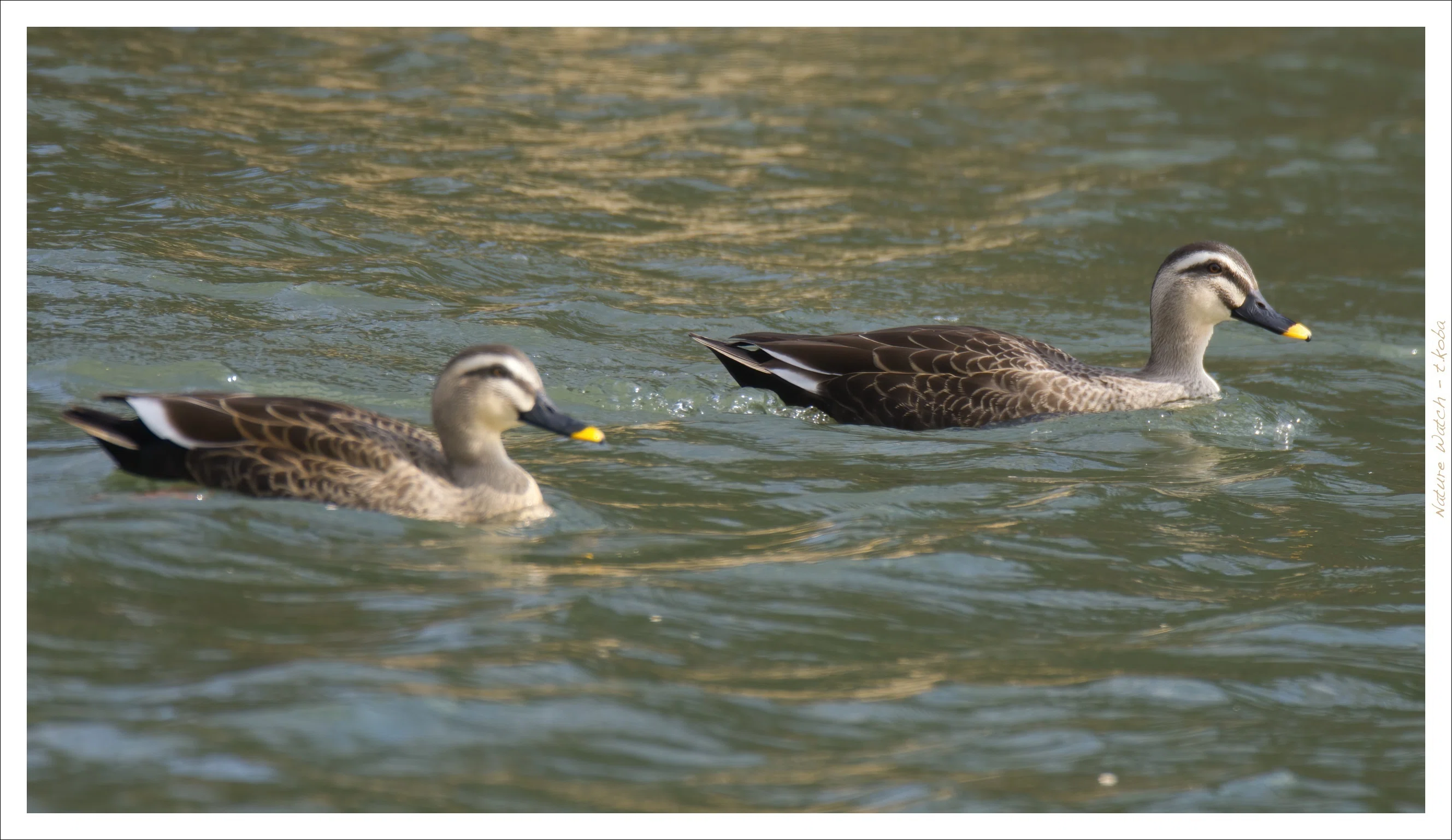 ヘレンド Two Ducks（二羽のカモ） Two ヘレンド ハンガリー